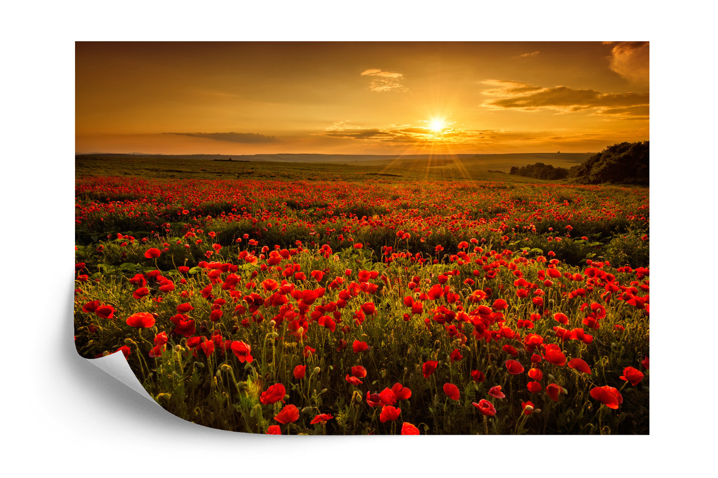 Fototapete Landschaft Blumen