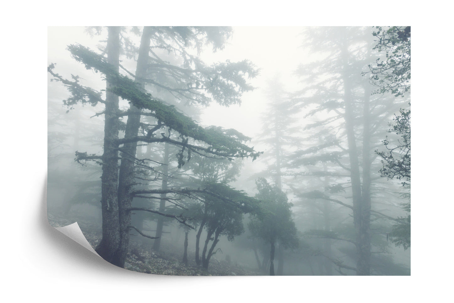 Fototapete Wald Im Nebel