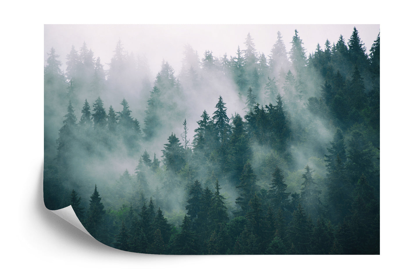 Fototapete Wald Im Nebel