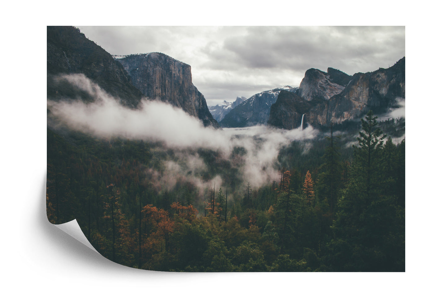Fototapete Wald Im Nebel