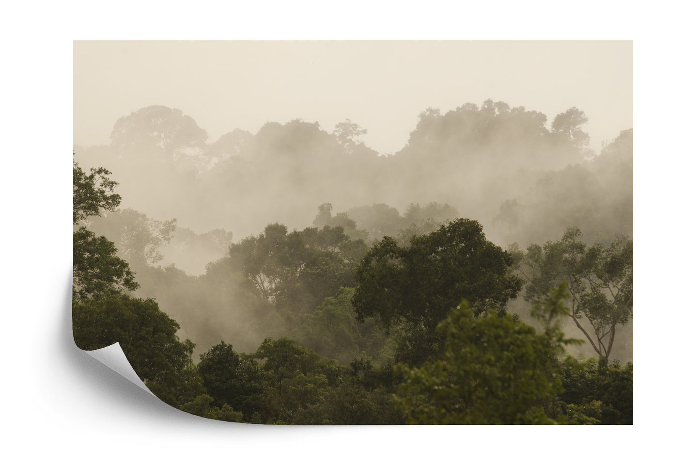 Fototapete Wald Im Nebel
