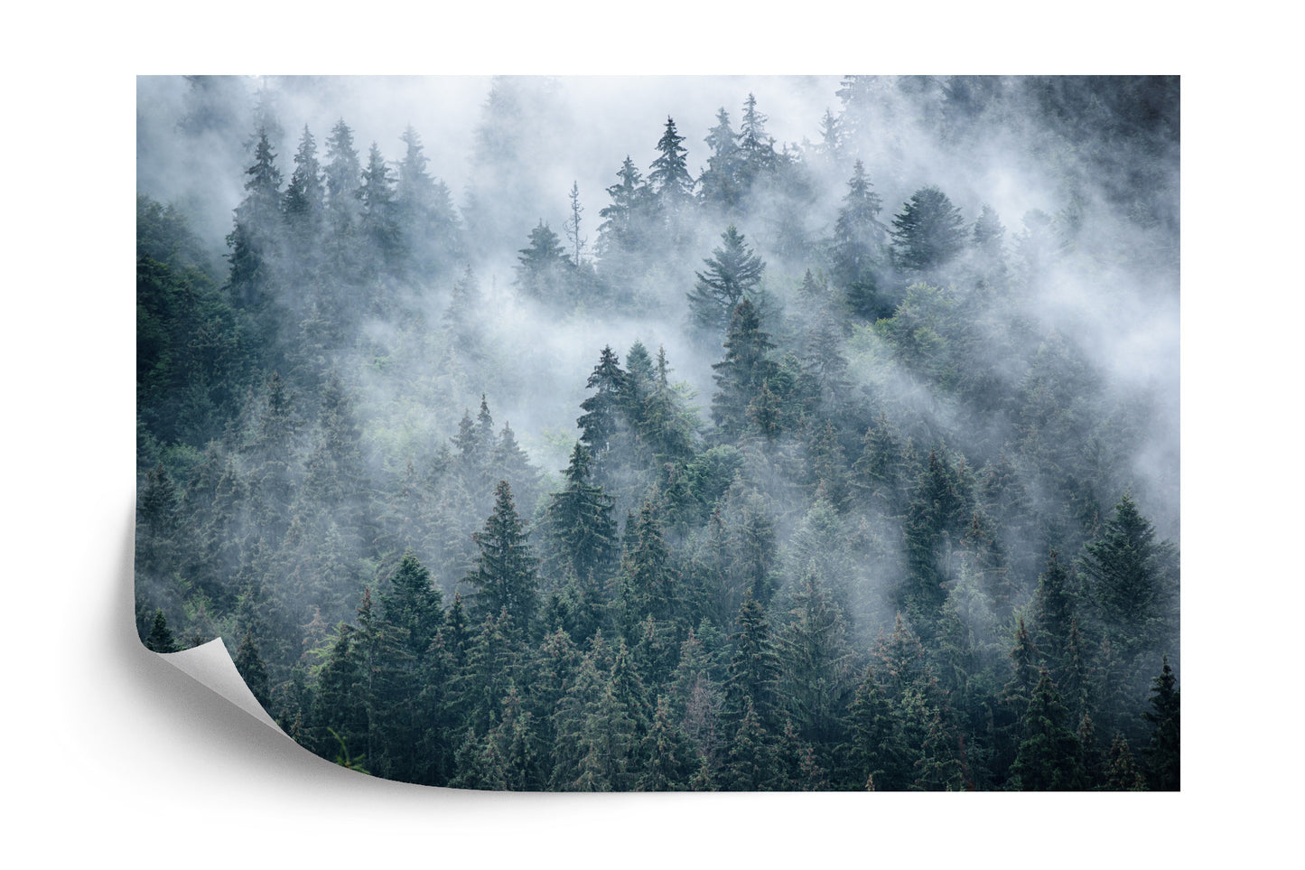 Fototapete Nebliger Wald In Den Bergen
