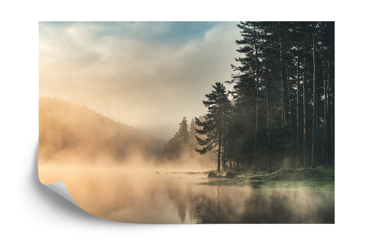 Fototapete Wald Im Nebel