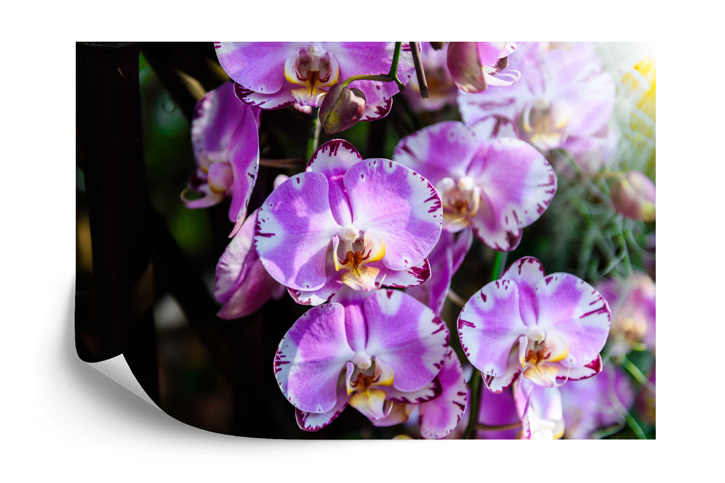 Fototapete Schöne Orchideen