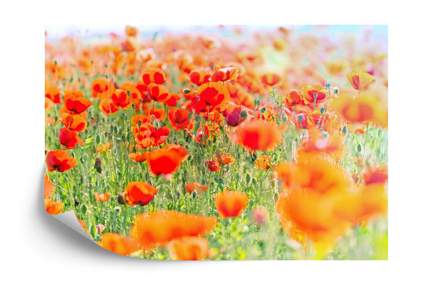 Fototapete Feld Der Roten Mohnblumen