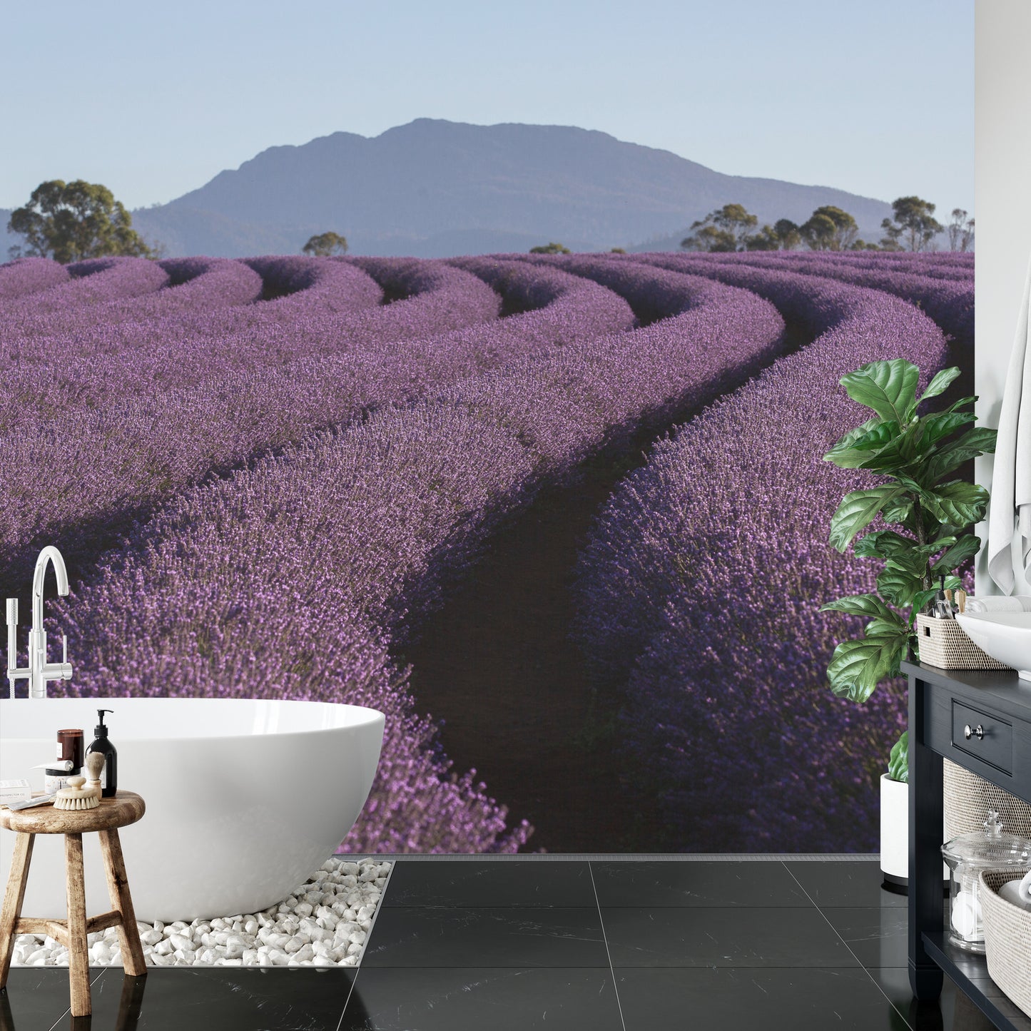 Fototapete Land Feld Lavendel