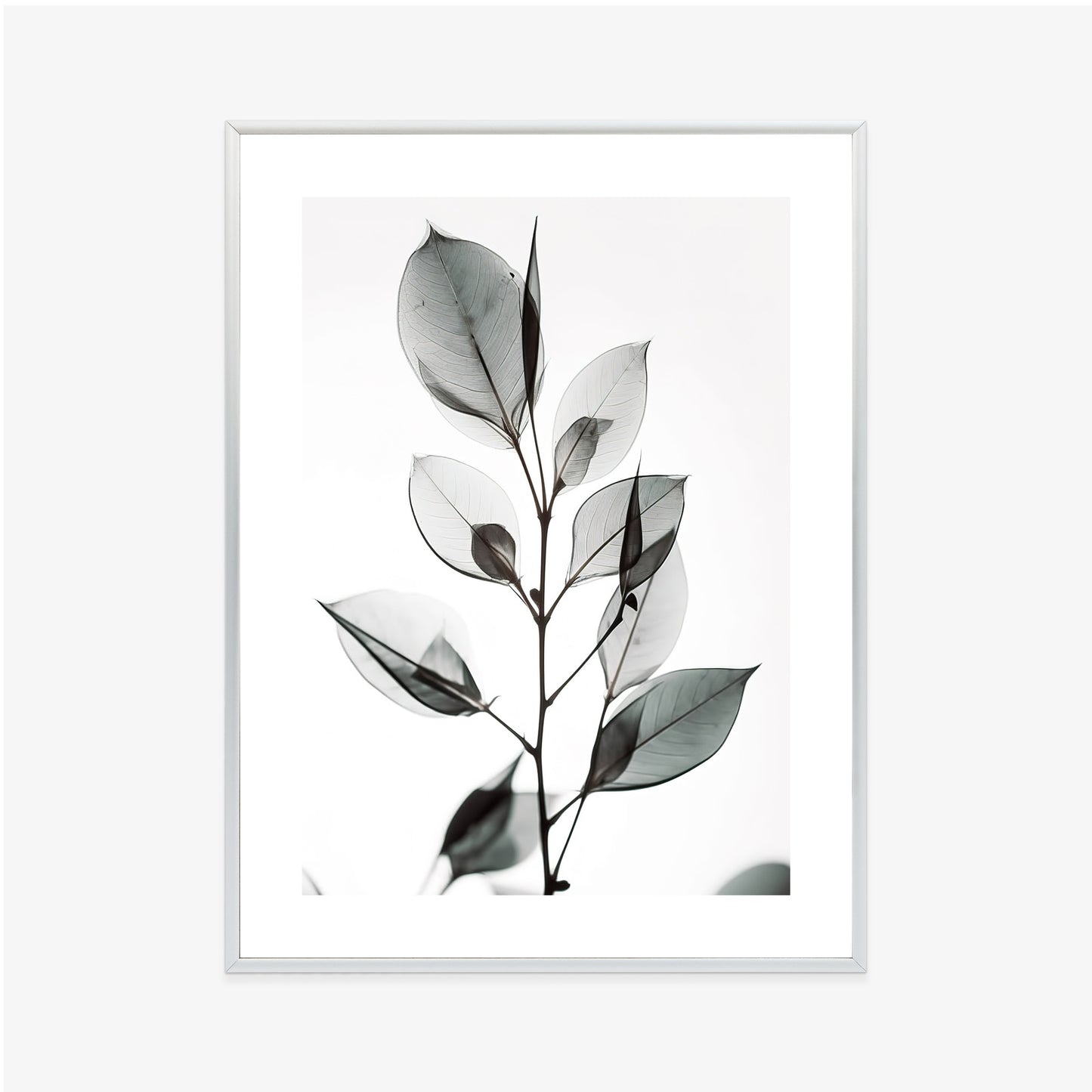 Poster Ein Zweig Mit Grauen Blättern Auf Hellblauem Hintergrund Rahmen Holz Mit Passepartout Farbe Natürlich