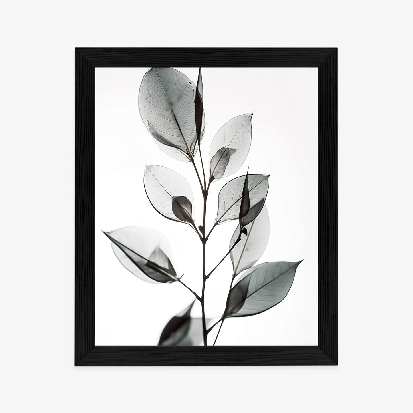 Poster Ein Zweig Mit Grauen Blättern Auf Hellblauem Hintergrund Rahmen Holz Mit Passepartout Farbe Natürlich