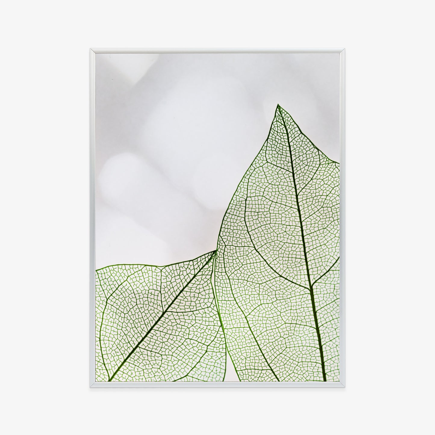 Poster Grüne Transparente Blätter Auf Hellem Hintergrund