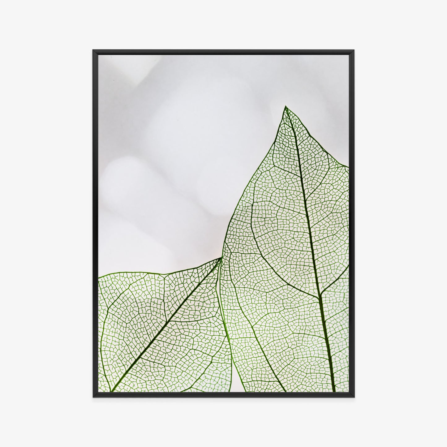 Poster Grüne Transparente Blätter Auf Hellem Hintergrund