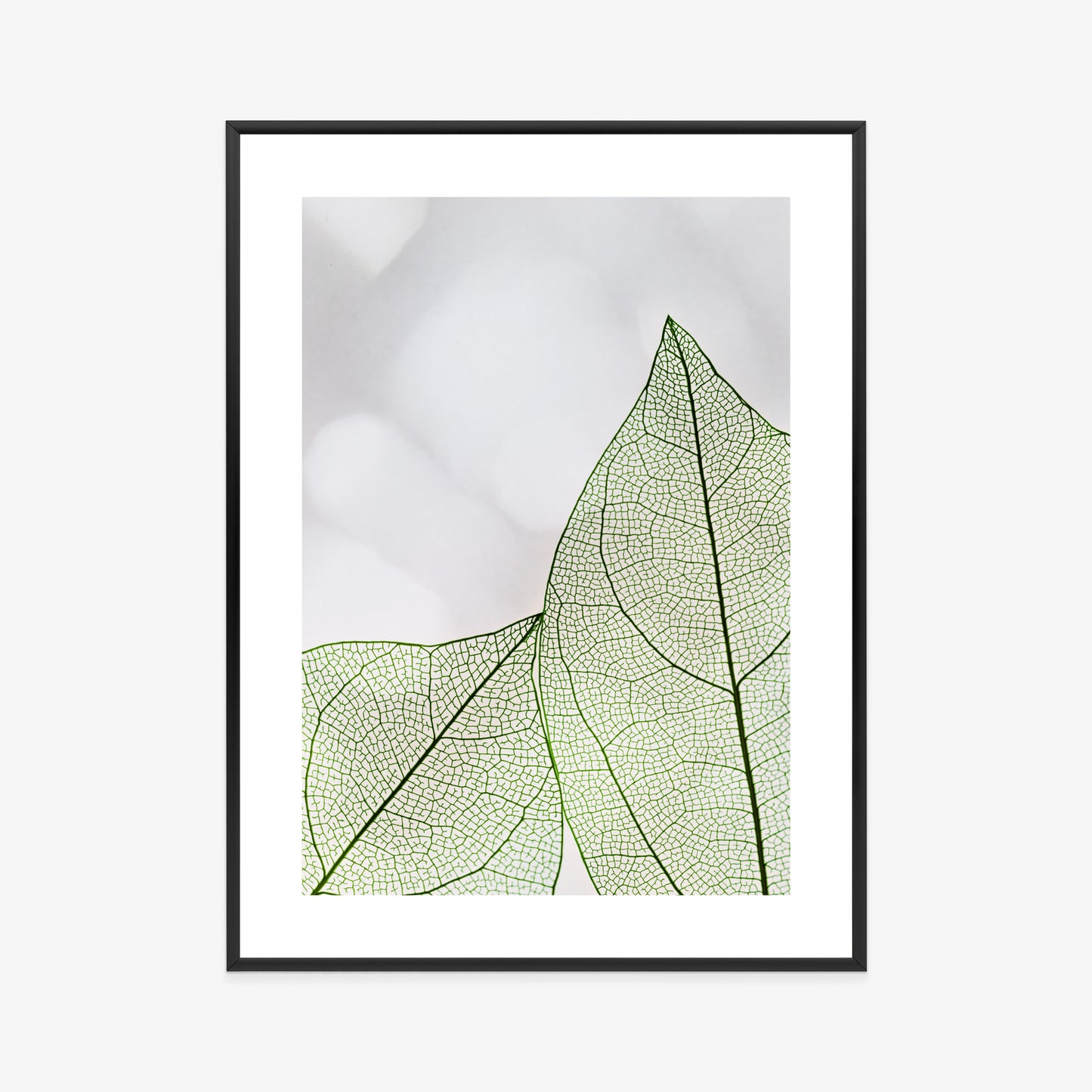 Poster Grüne Transparente Blätter Auf Hellem Hintergrund