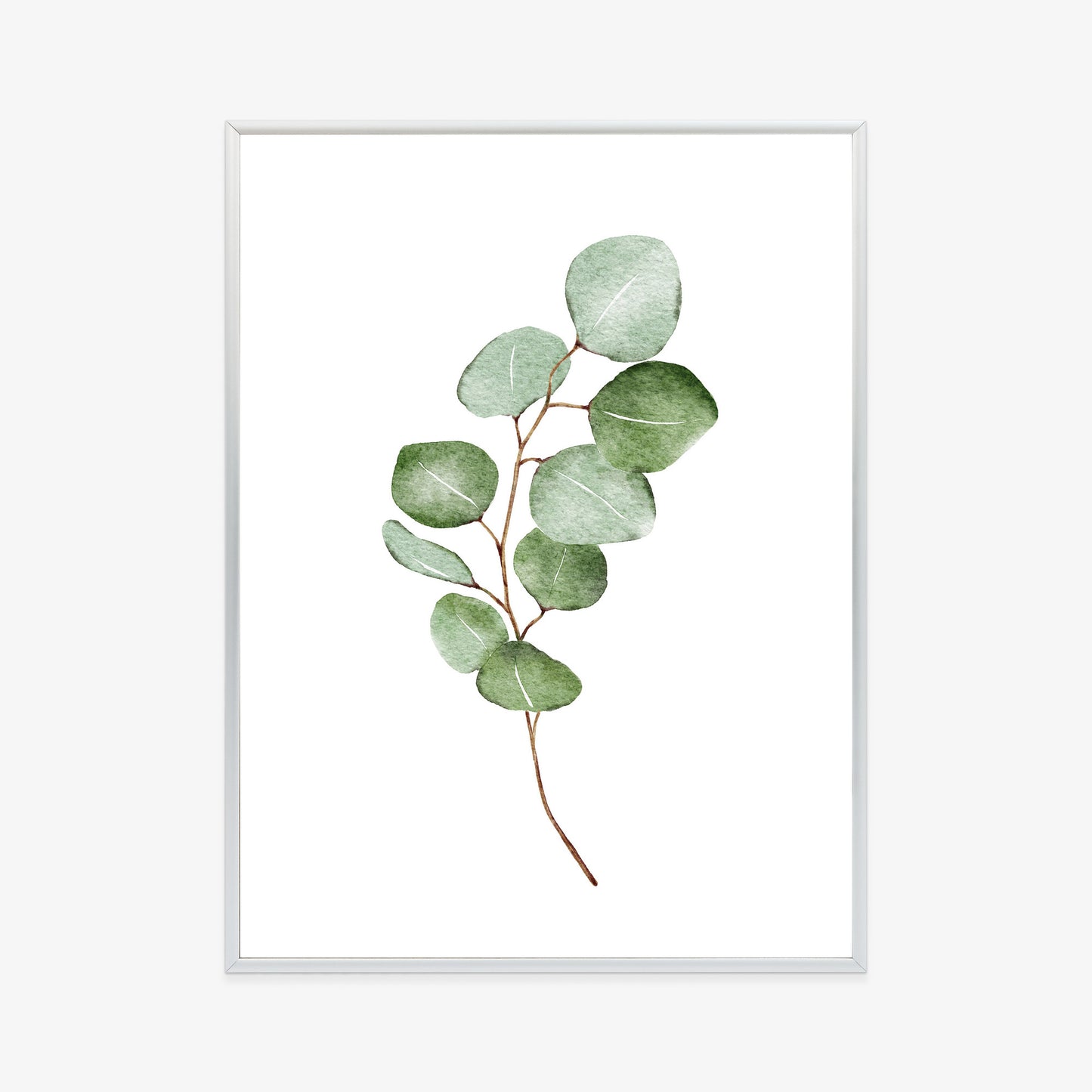 Poster Grüner Aquarell-Eukalyptuszweig Isoliert Auf Weißem Hintergrund