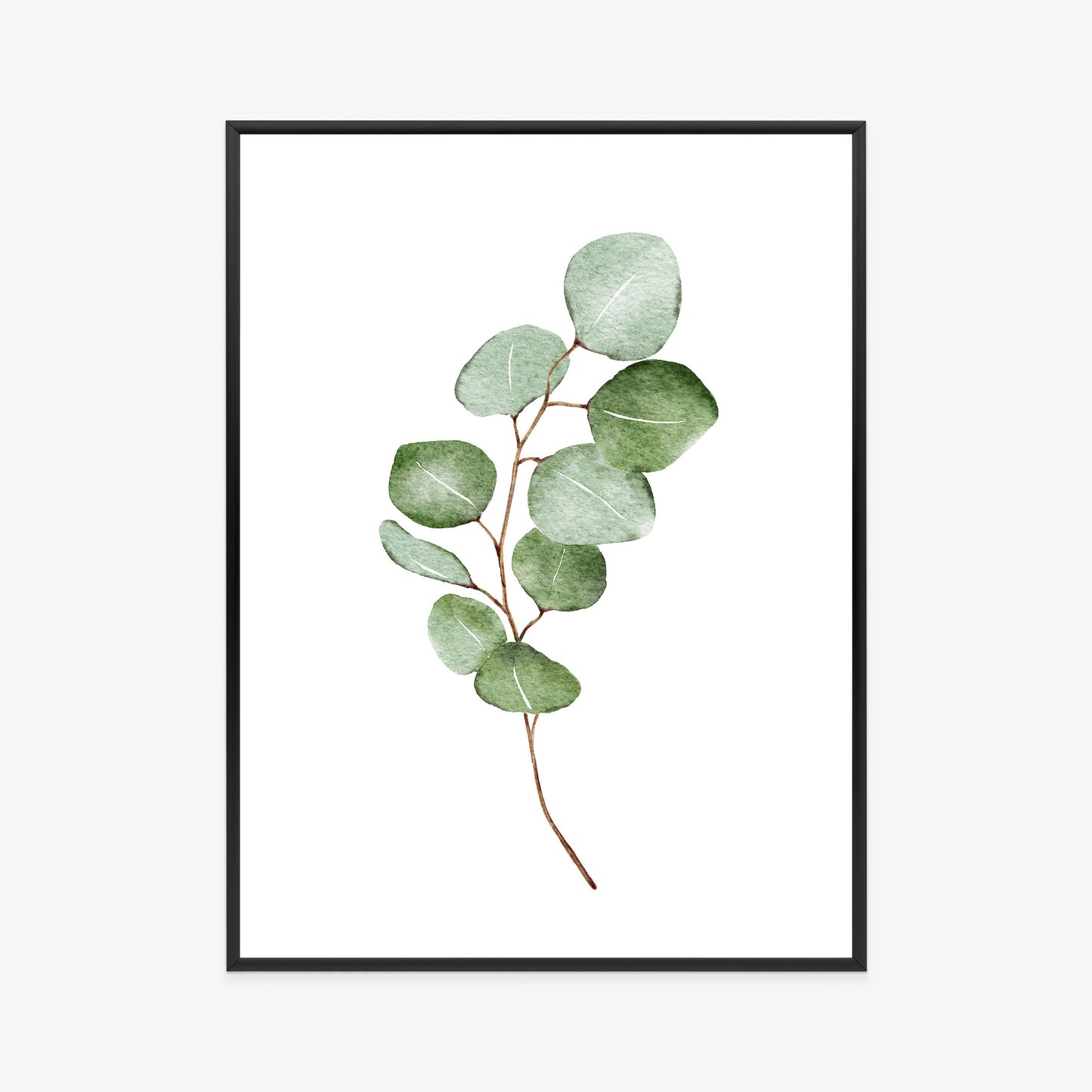 Poster Grüner Aquarell-Eukalyptuszweig Isoliert Auf Weißem Hintergrund