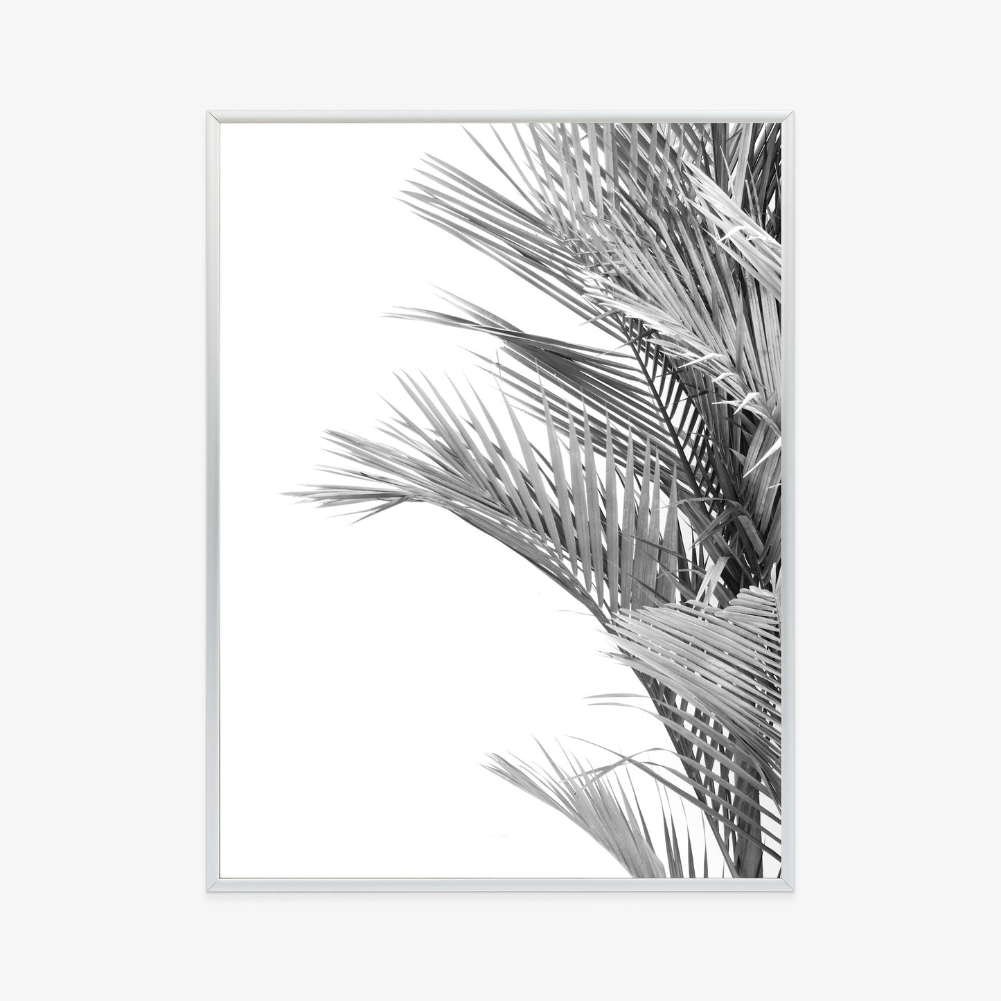 Poster Schwarze Und Weiße Palmblätter Rahmen Holz Mit Passepartout Farbe Natürlich