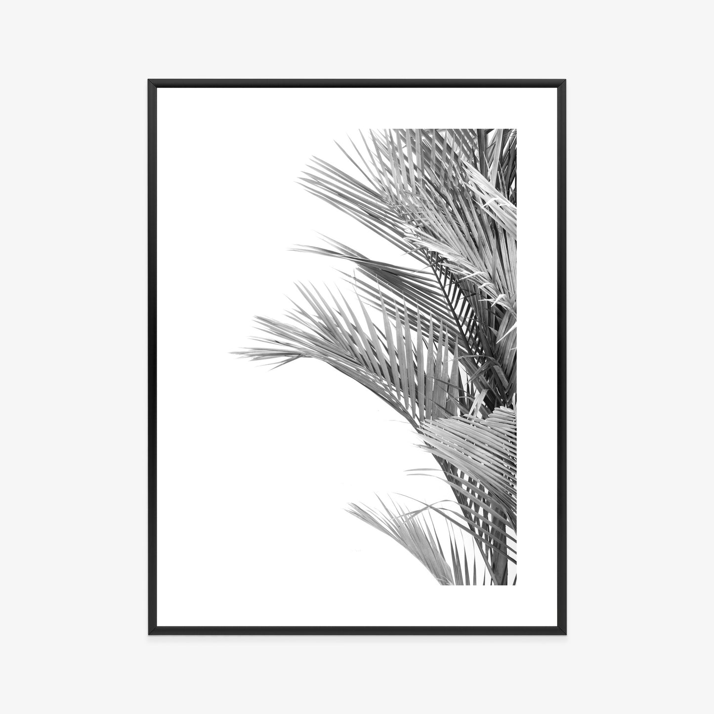 Poster Schwarze Und Weiße Palmblätter Rahmen Holz Mit Passepartout Farbe Natürlich