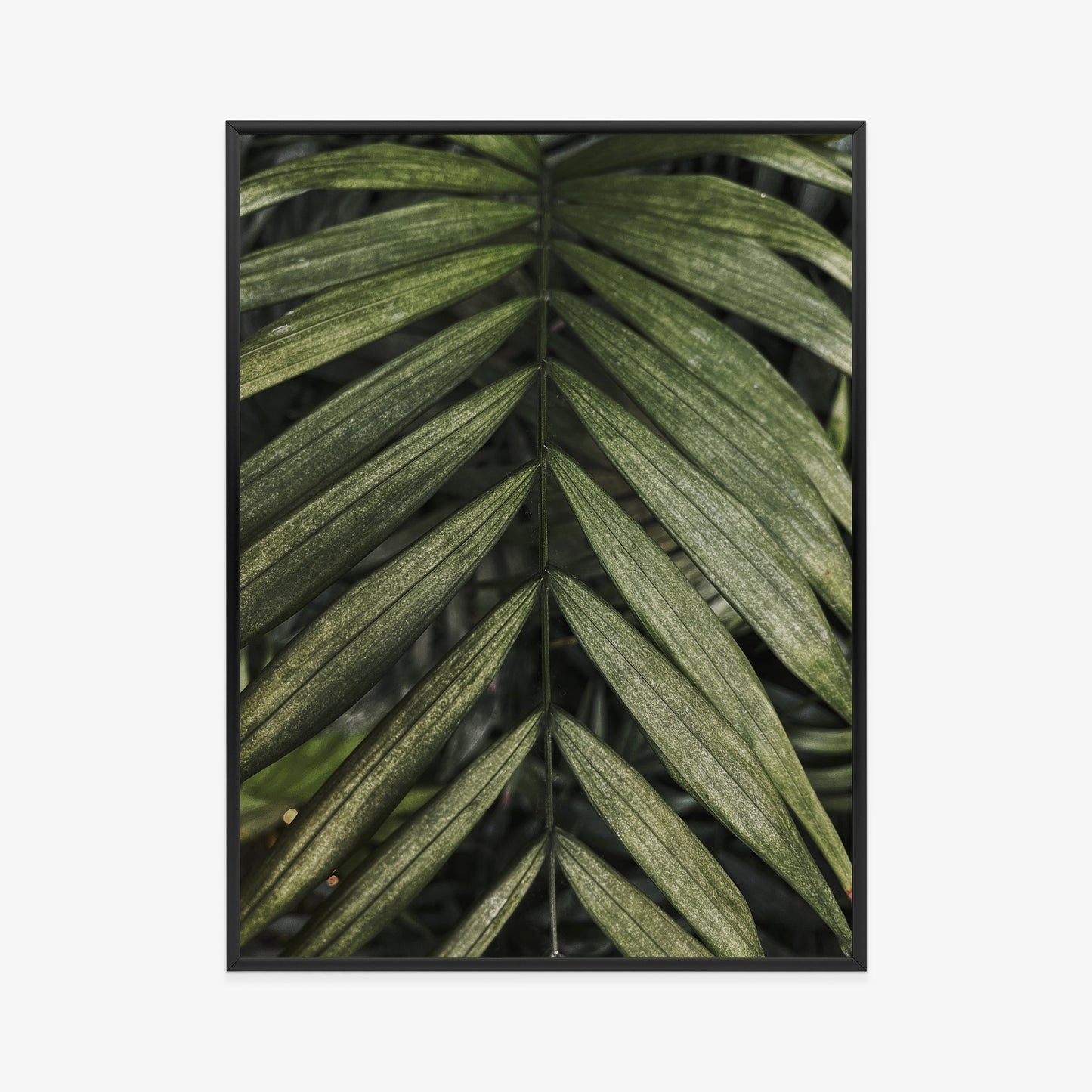 Poster Exotische Palmblätter Rahmen Hölzern Farbe Natürlich