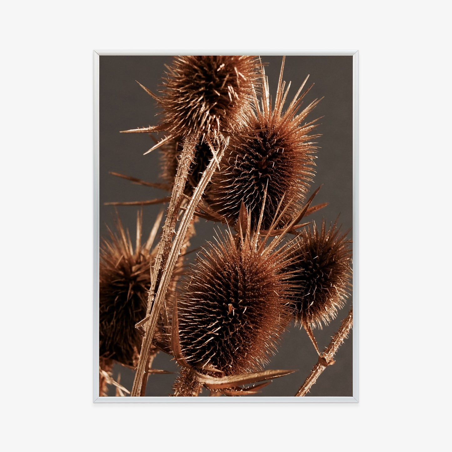Poster Trockene Klette Rahmen Holz Mit Passepartout Farbe Weiß