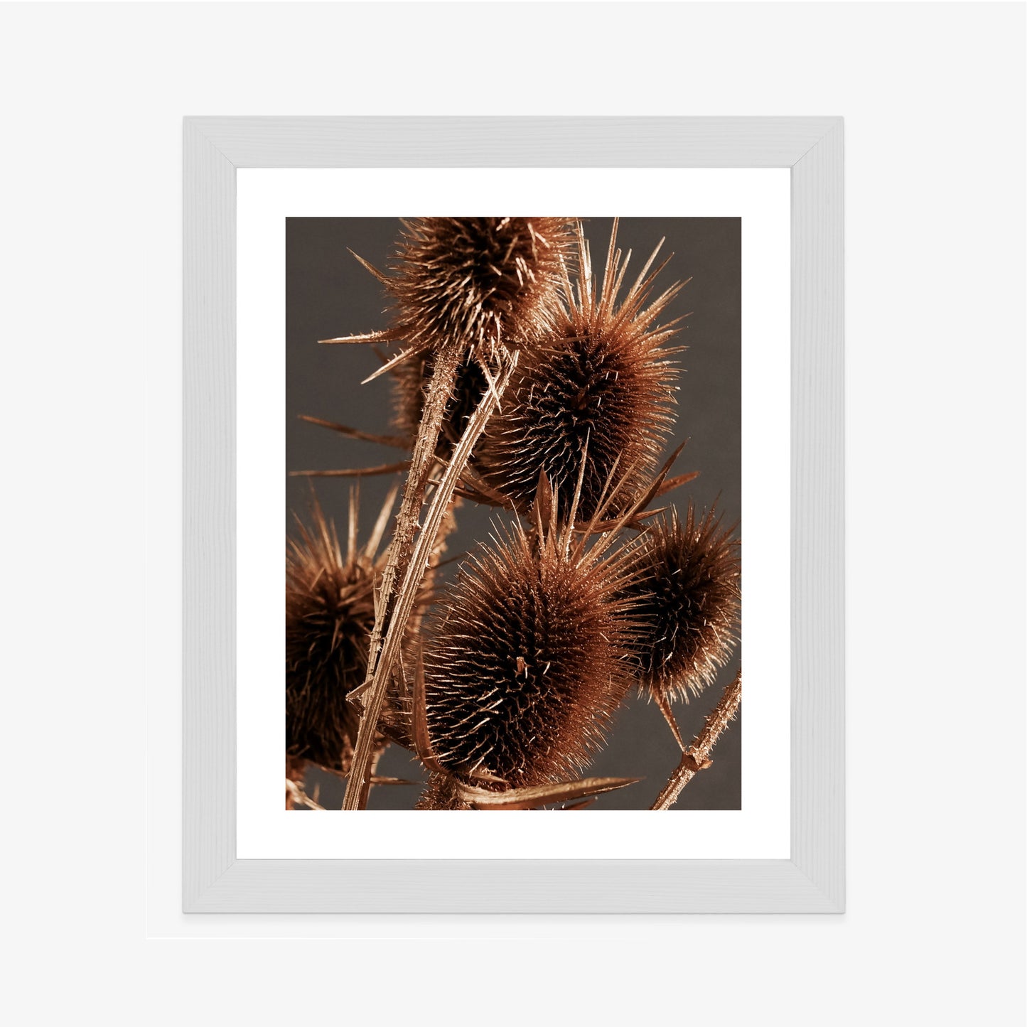 Poster Trockene Klette Rahmen Holz Mit Passepartout Farbe Weiß