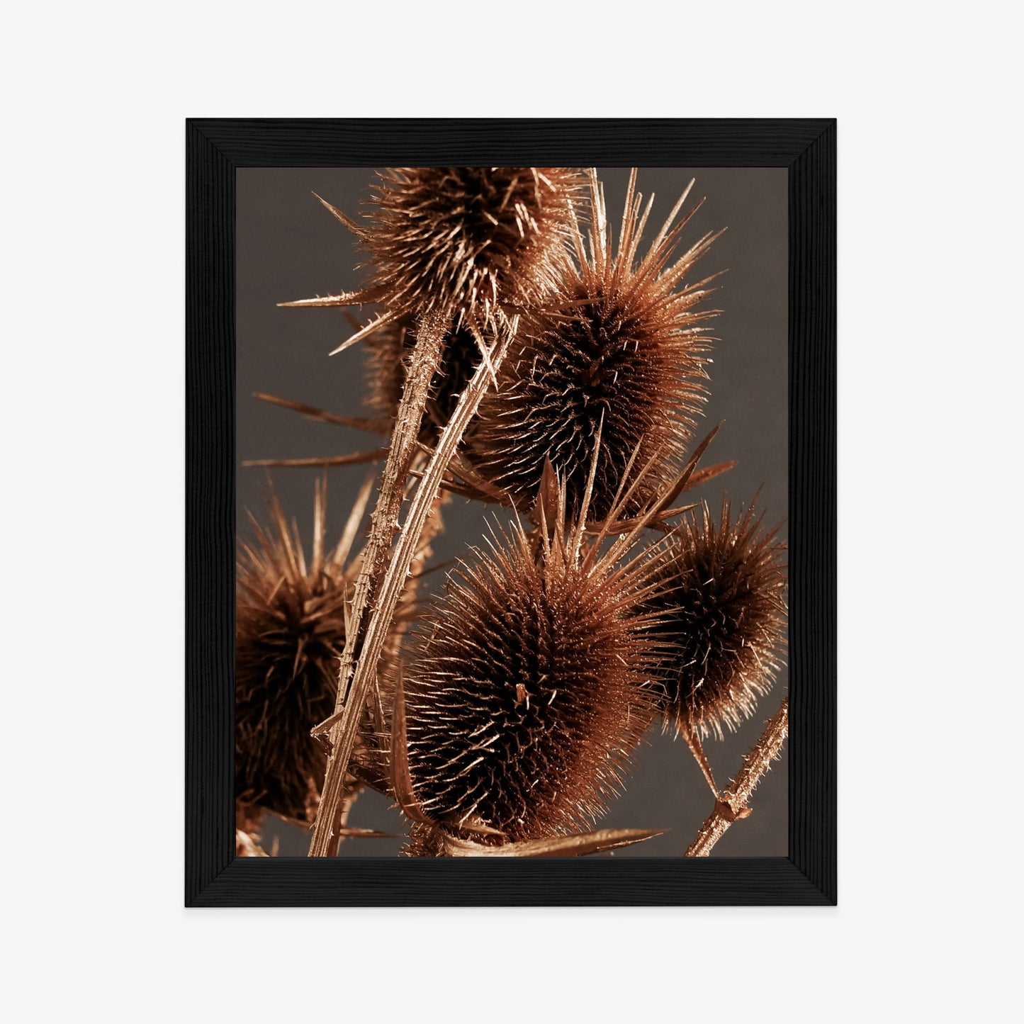 Poster Trockene Klette Rahmen Holz Mit Passepartout Farbe Weiß