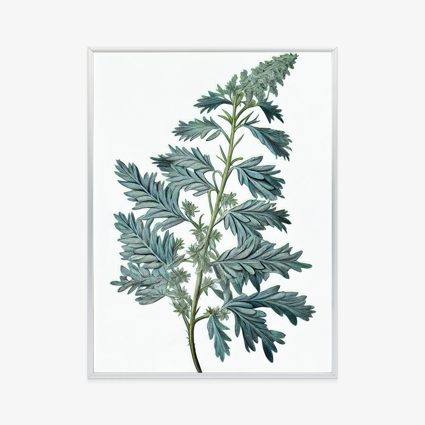 Poster Salbeiblatt Rahmen Holz Mit Passepartout Farbe Natürlich