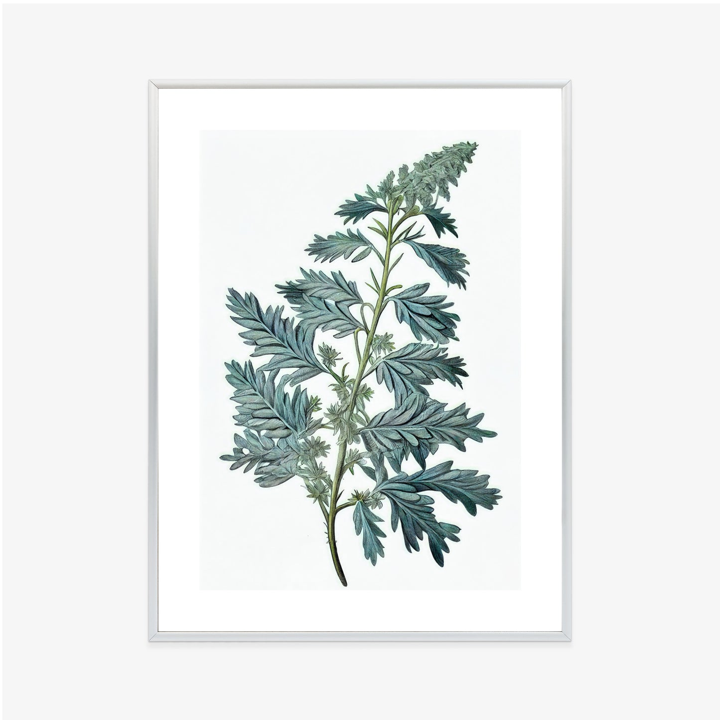 Poster Salbeiblatt Rahmen Holz Mit Passepartout Farbe Natürlich