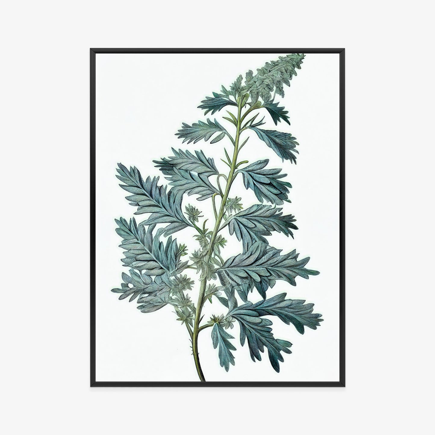 Poster Salbeiblatt Rahmen Holz Mit Passepartout Farbe Natürlich