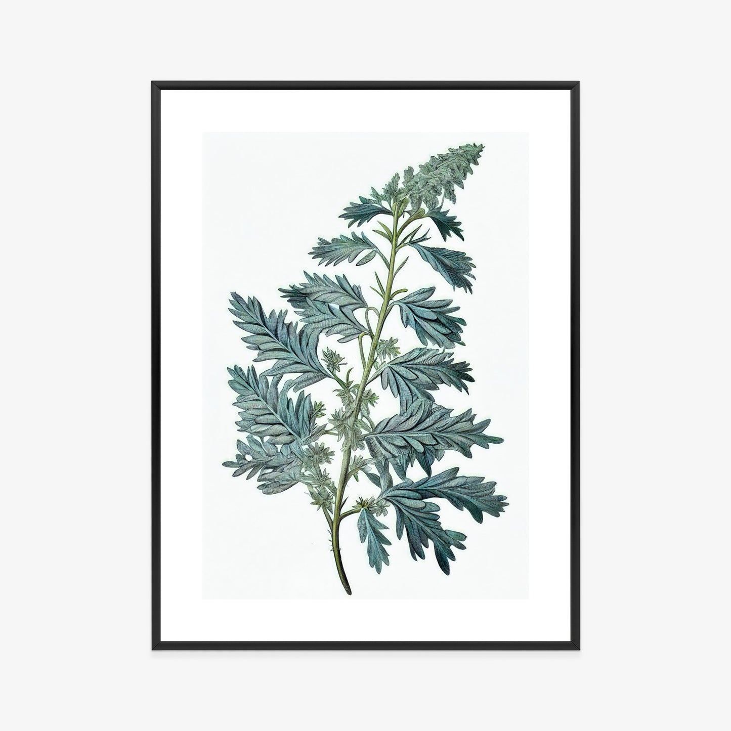 Poster Salbeiblatt Rahmen Holz Mit Passepartout Farbe Natürlich