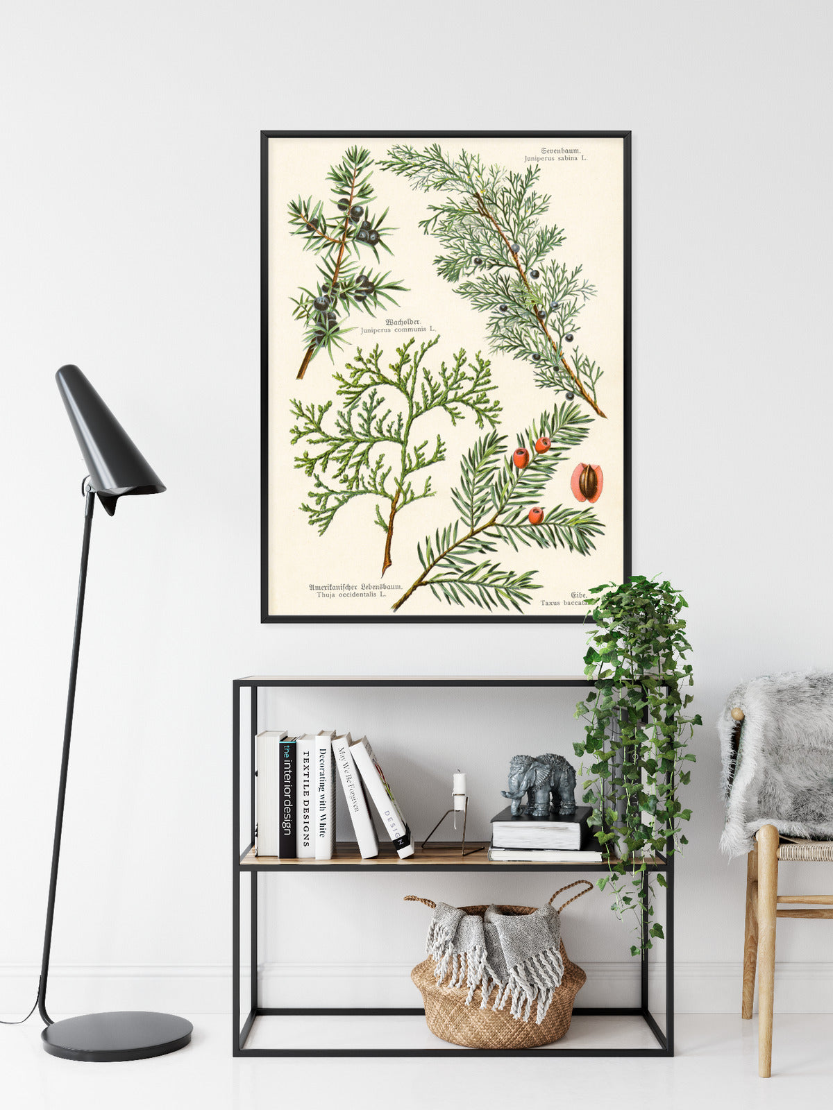 Poster Bilder Alter Botanischer Pflanzen Rahmen Aluminium Mit Passepartout Farbe Silber