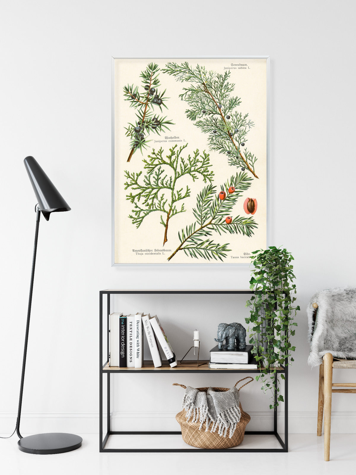 Poster Bilder Alter Botanischer Pflanzen Rahmen Aluminium Mit Passepartout Farbe Silber