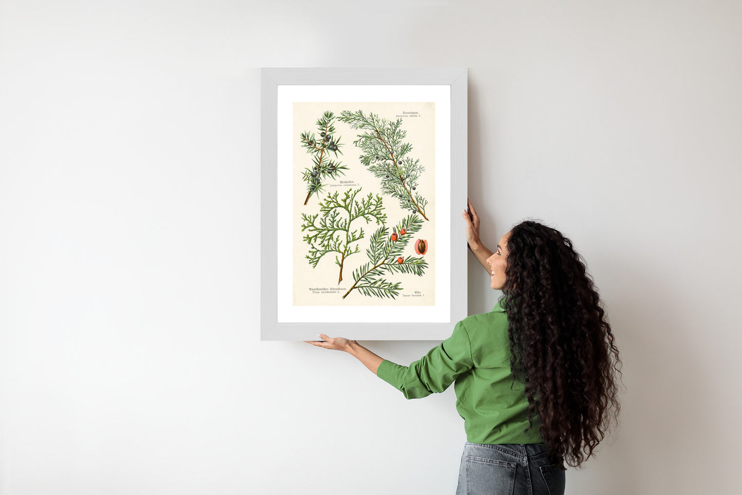 Poster Bilder Alter Botanischer Pflanzen Rahmen Aluminium Mit Passepartout Farbe Silber