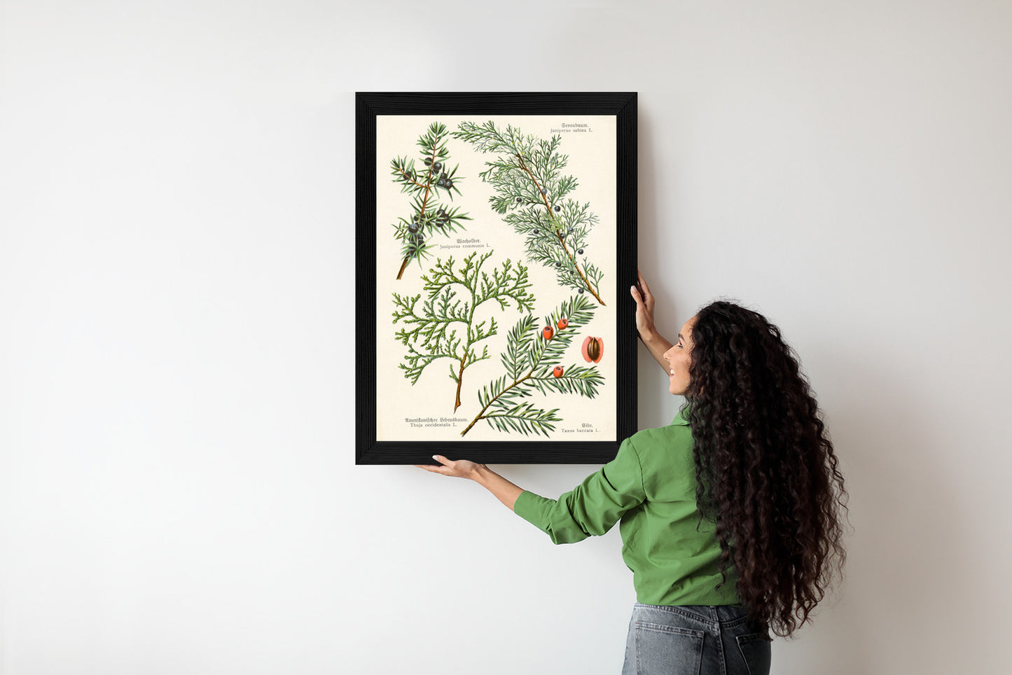 Poster Bilder Alter Botanischer Pflanzen Rahmen Aluminium Mit Passepartout Farbe Silber