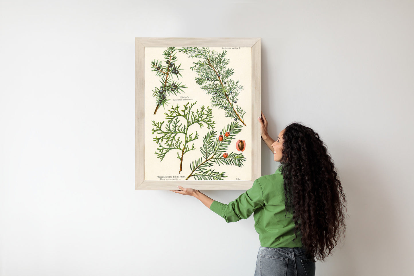 Poster Bilder Alter Botanischer Pflanzen Rahmen Aluminium Mit Passepartout Farbe Silber