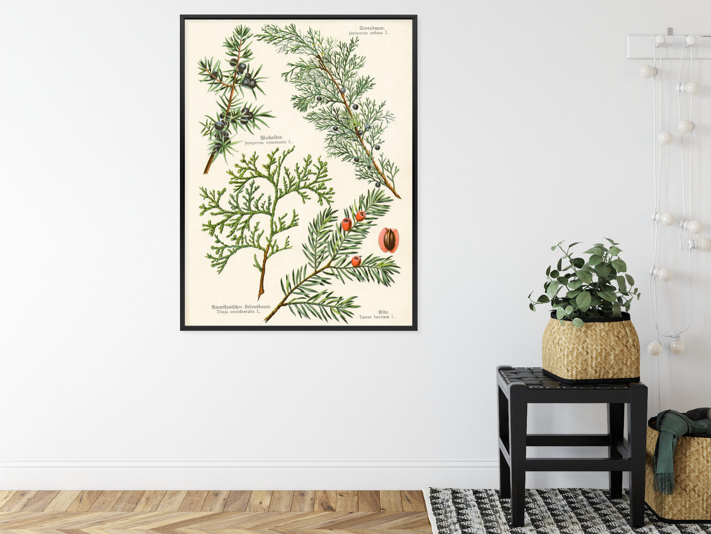 Poster Bilder Alter Botanischer Pflanzen Rahmen Aluminium Mit Passepartout Farbe Silber