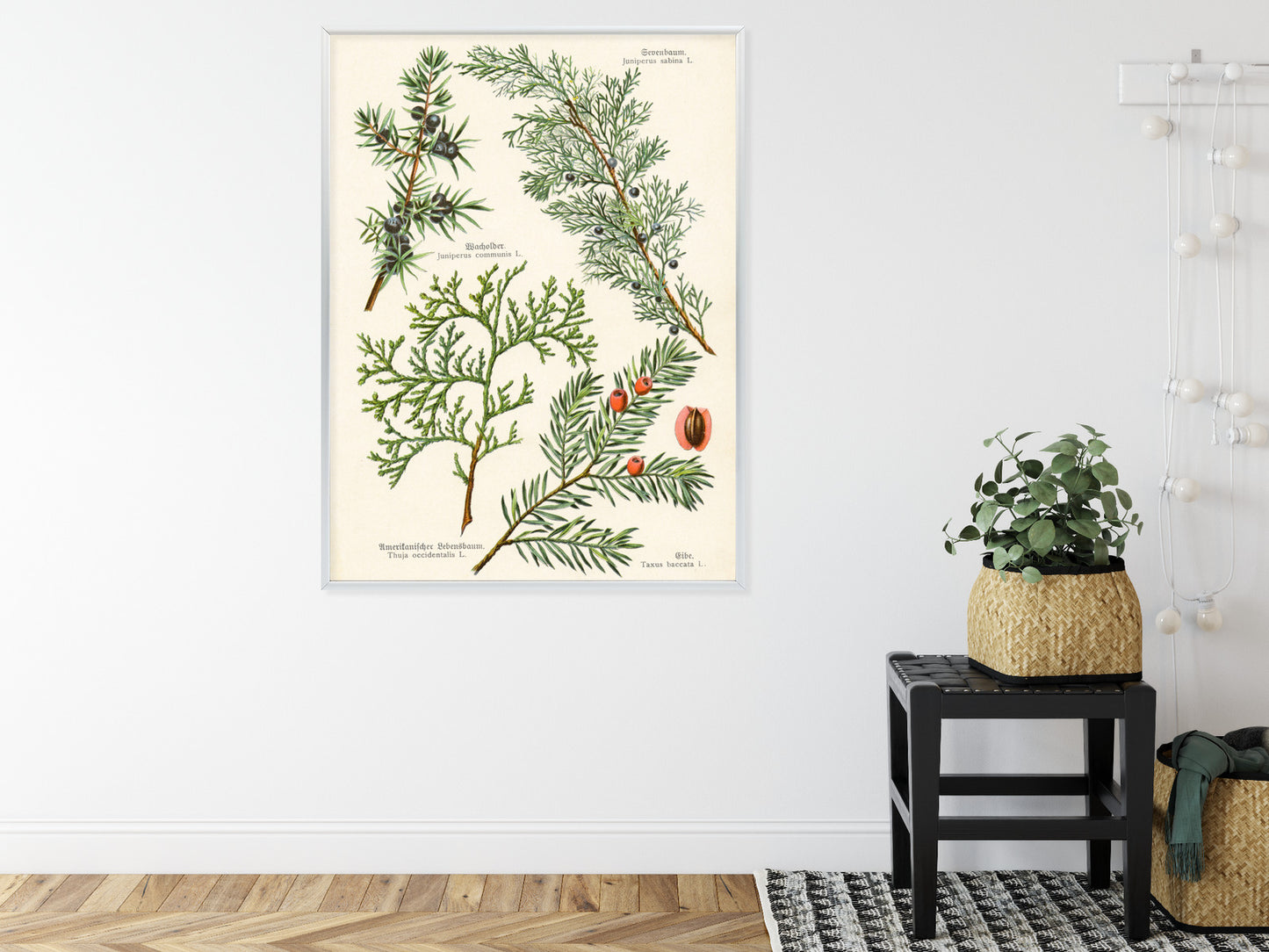 Poster Bilder Alter Botanischer Pflanzen Rahmen Aluminium Mit Passepartout Farbe Silber