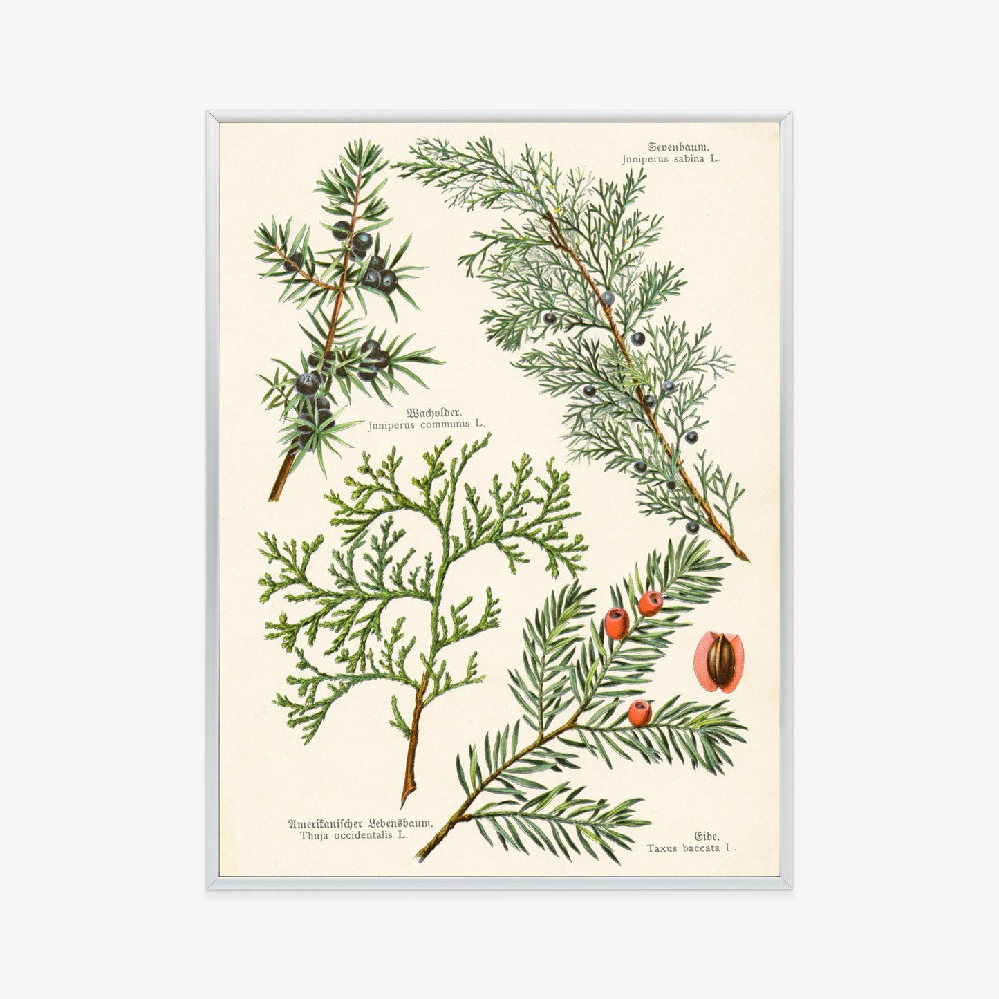 Poster Bilder Alter Botanischer Pflanzen Rahmen Aluminium Mit Passepartout Farbe Silber