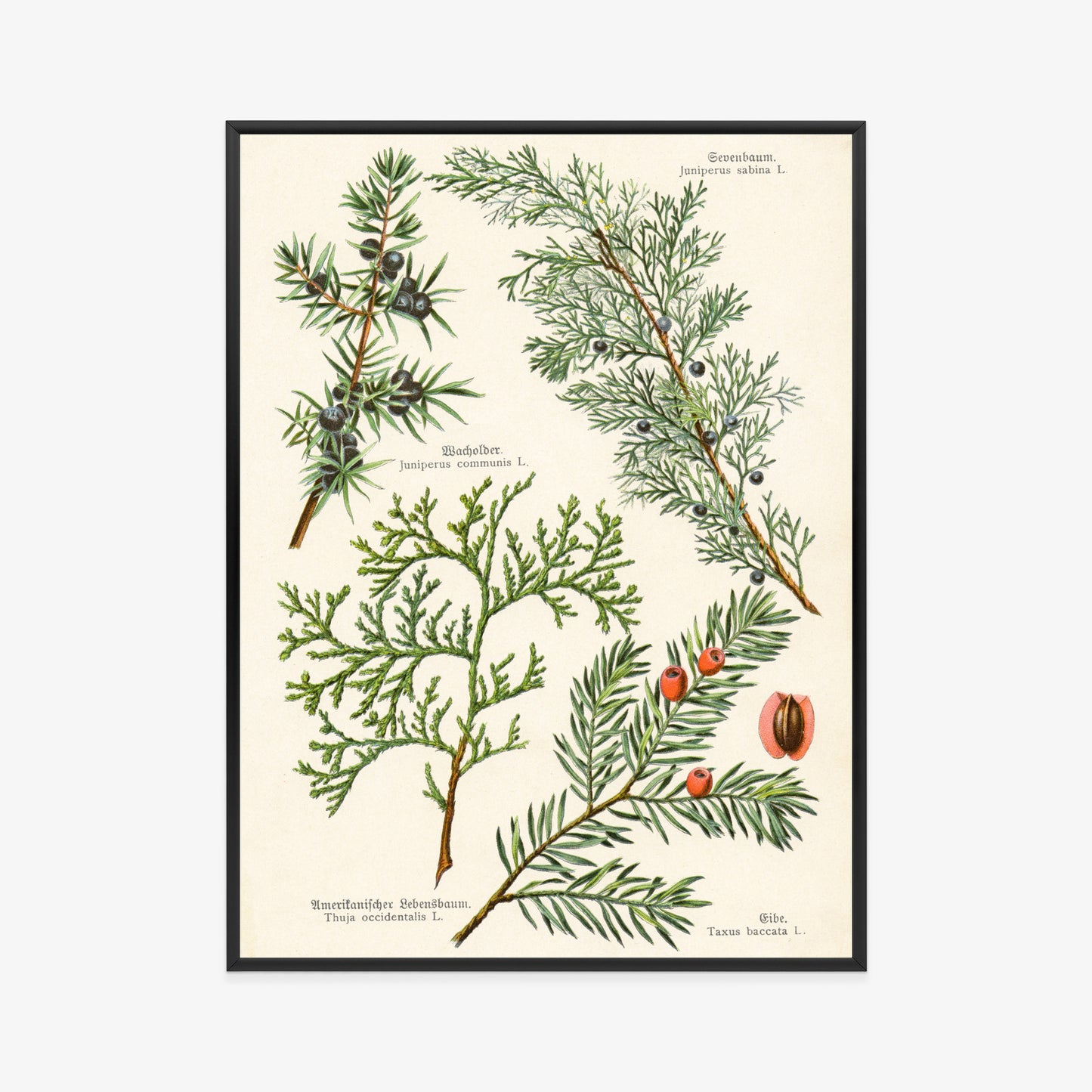 Poster Bilder Alter Botanischer Pflanzen Rahmen Aluminium Mit Passepartout Farbe Silber