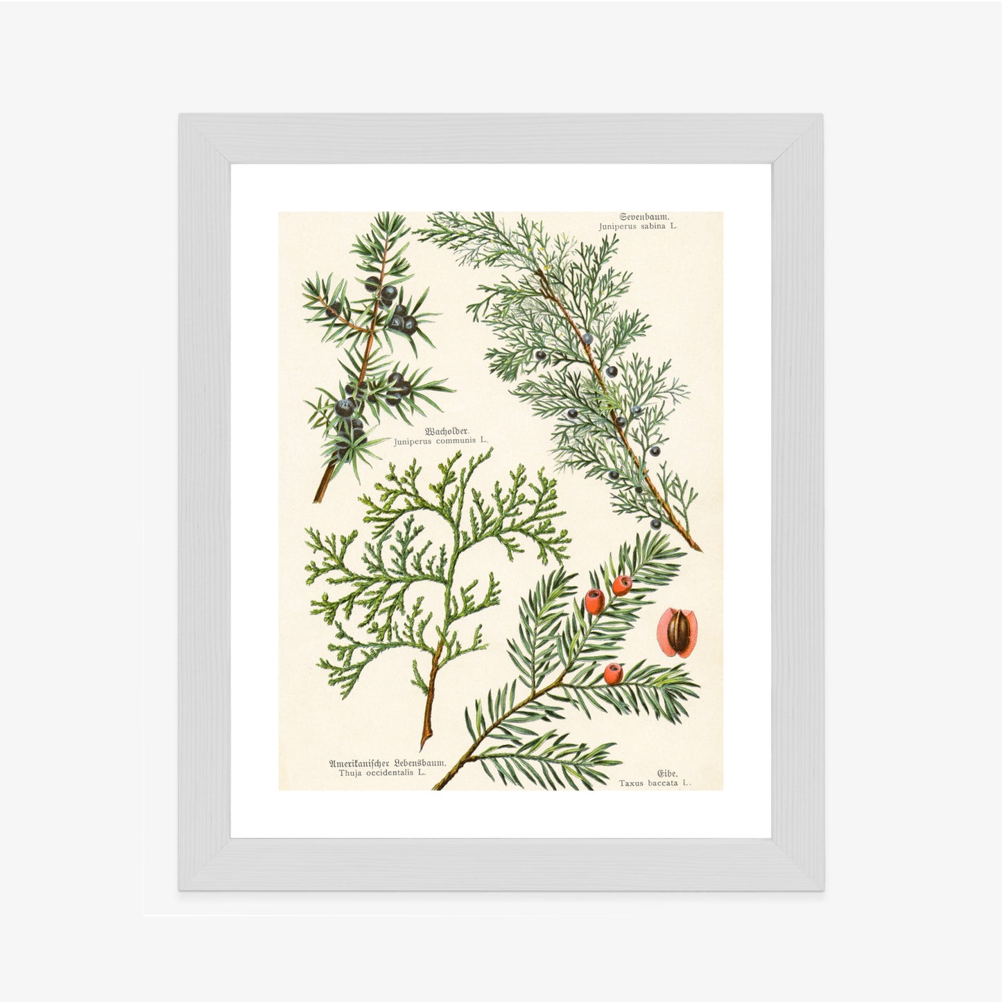 Poster Bilder Alter Botanischer Pflanzen Rahmen Aluminium Mit Passepartout Farbe Silber