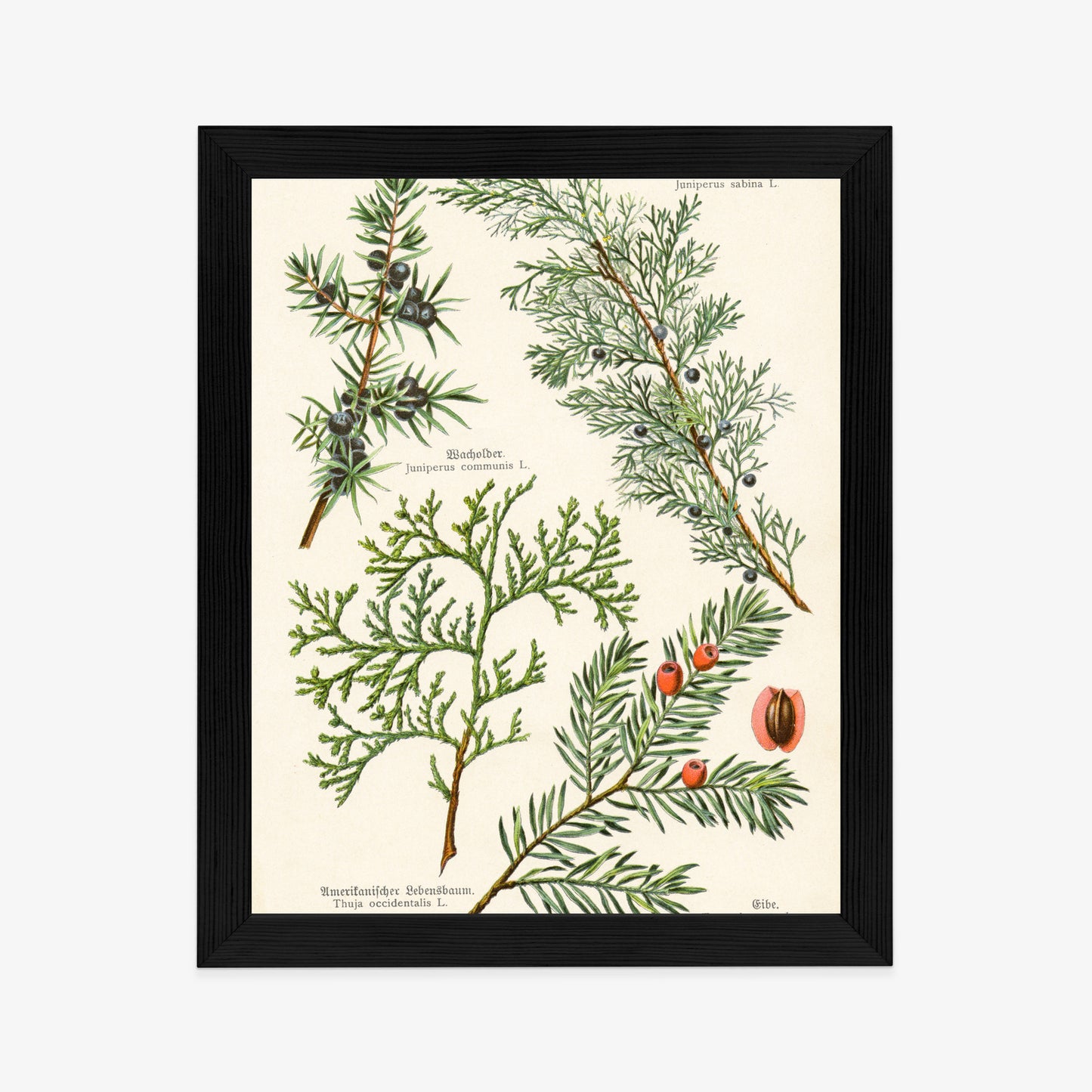 Poster Bilder Alter Botanischer Pflanzen Rahmen Aluminium Mit Passepartout Farbe Silber