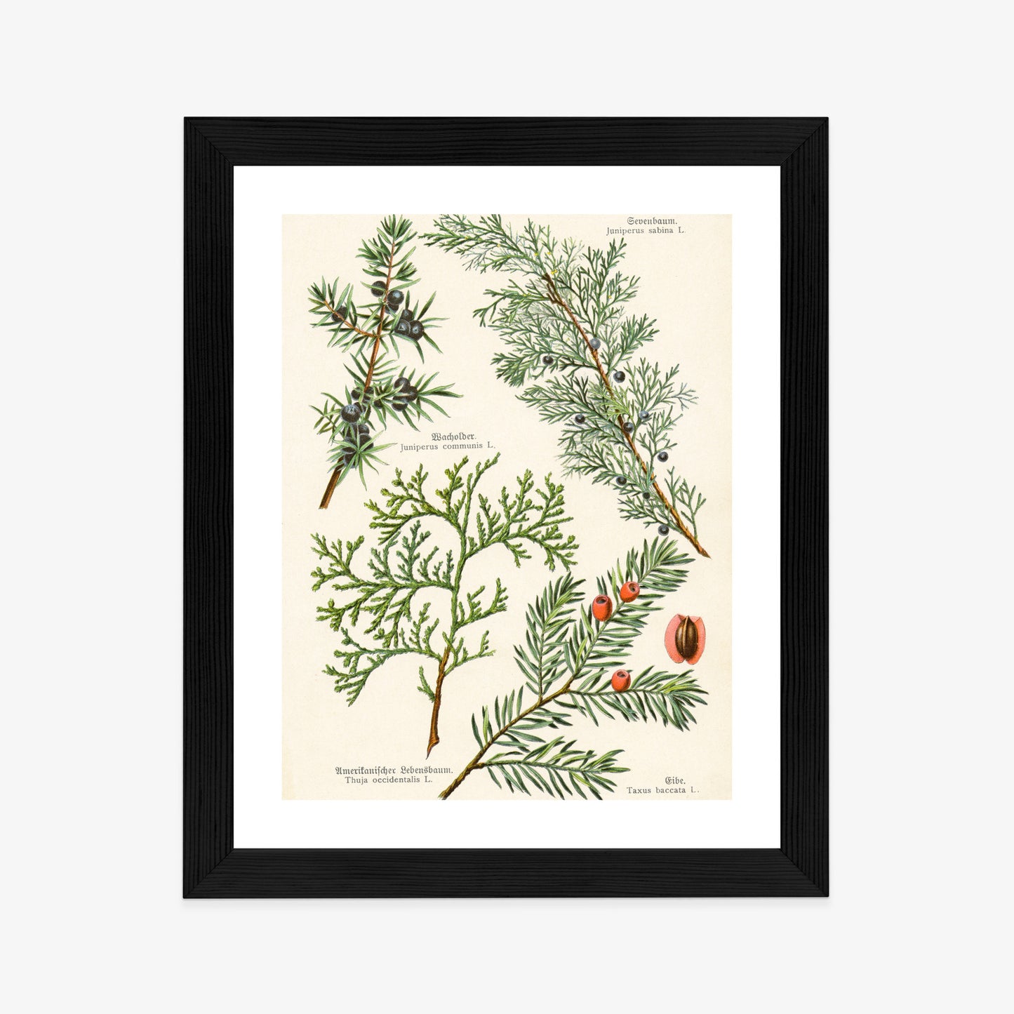 Poster Bilder Alter Botanischer Pflanzen Rahmen Aluminium Mit Passepartout Farbe Silber