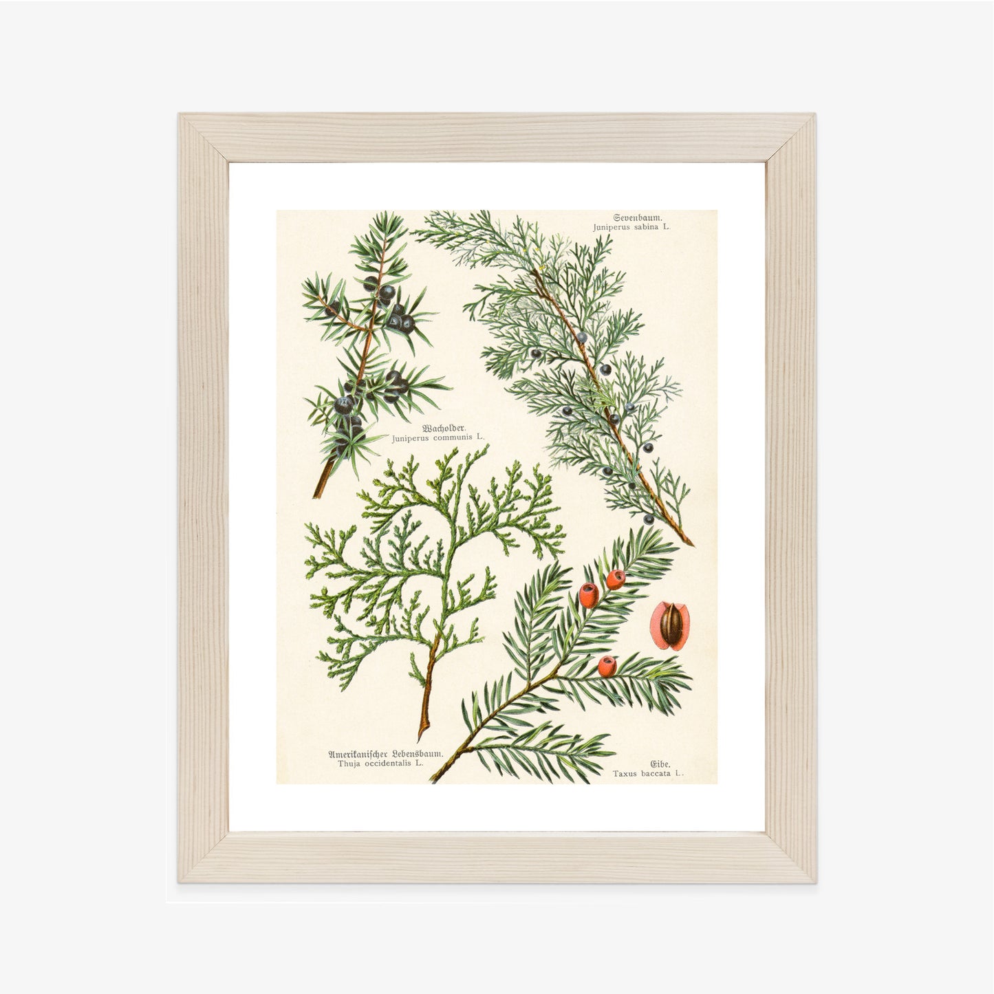 Poster Bilder Alter Botanischer Pflanzen Rahmen Aluminium Mit Passepartout Farbe Silber