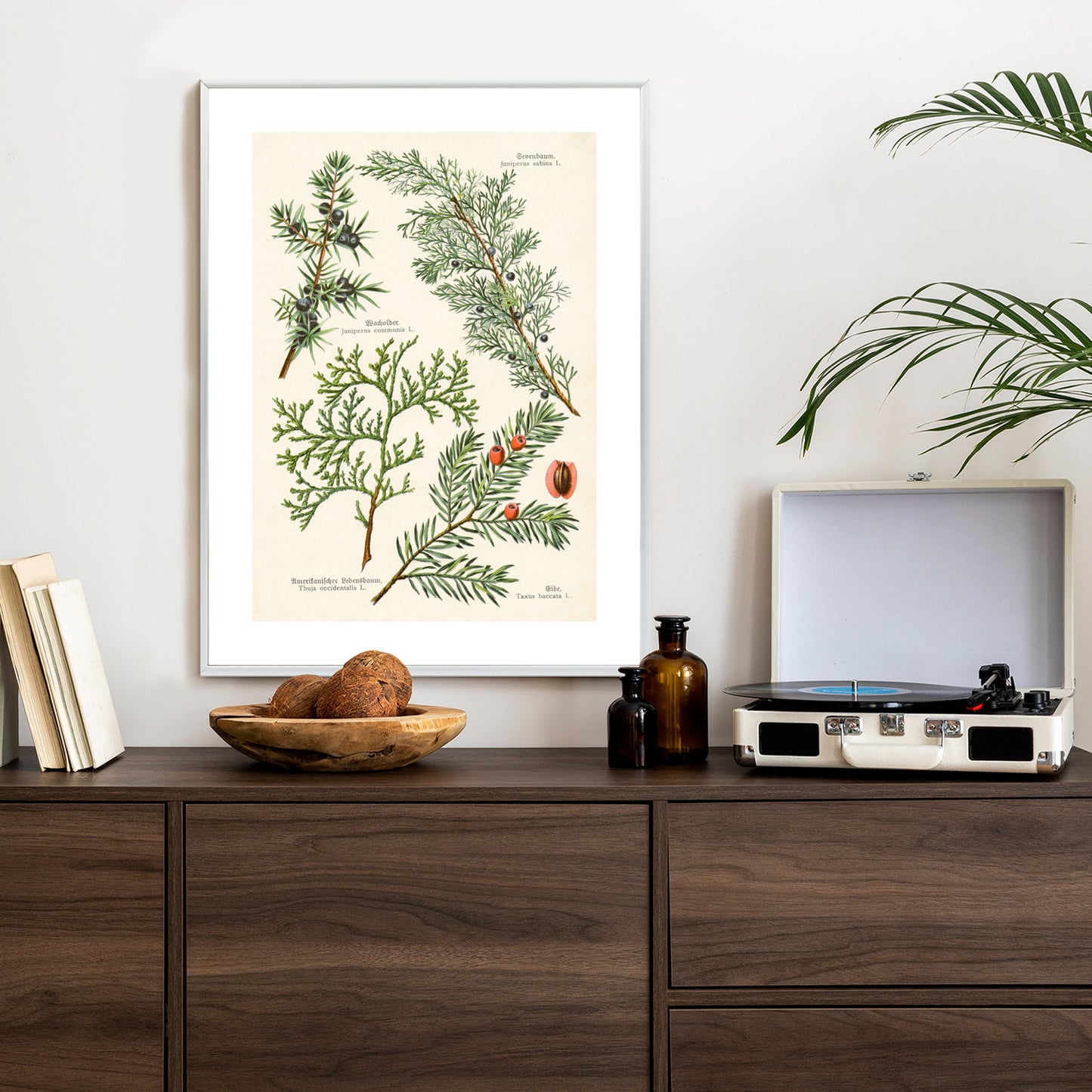 Poster Bilder Alter Botanischer Pflanzen Rahmen Aluminium Mit Passepartout Farbe Silber