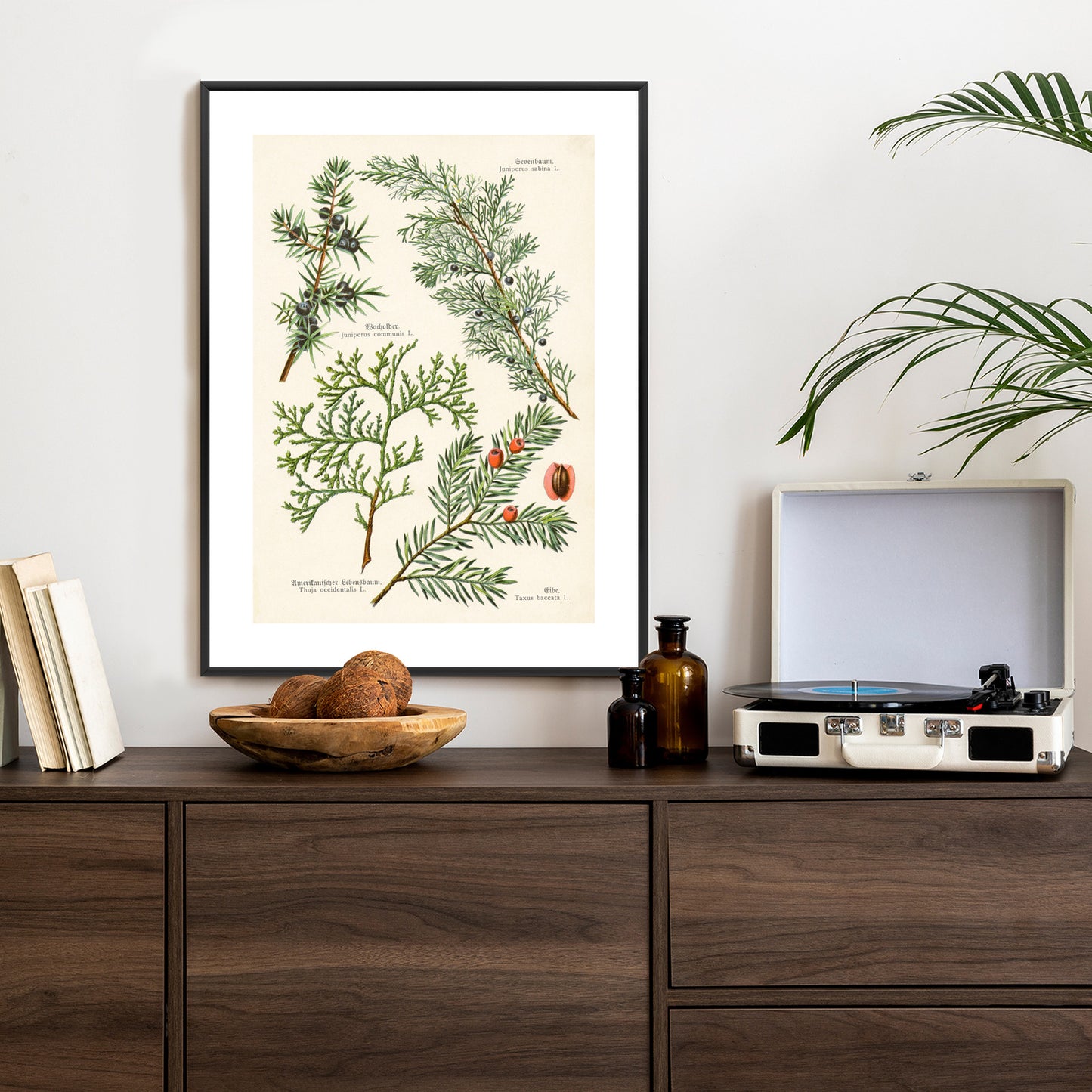 Poster Bilder Alter Botanischer Pflanzen Rahmen Aluminium Mit Passepartout Farbe Silber