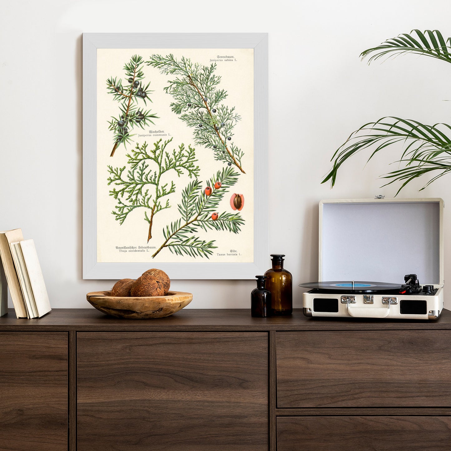 Poster Bilder Alter Botanischer Pflanzen Rahmen Aluminium Mit Passepartout Farbe Silber
