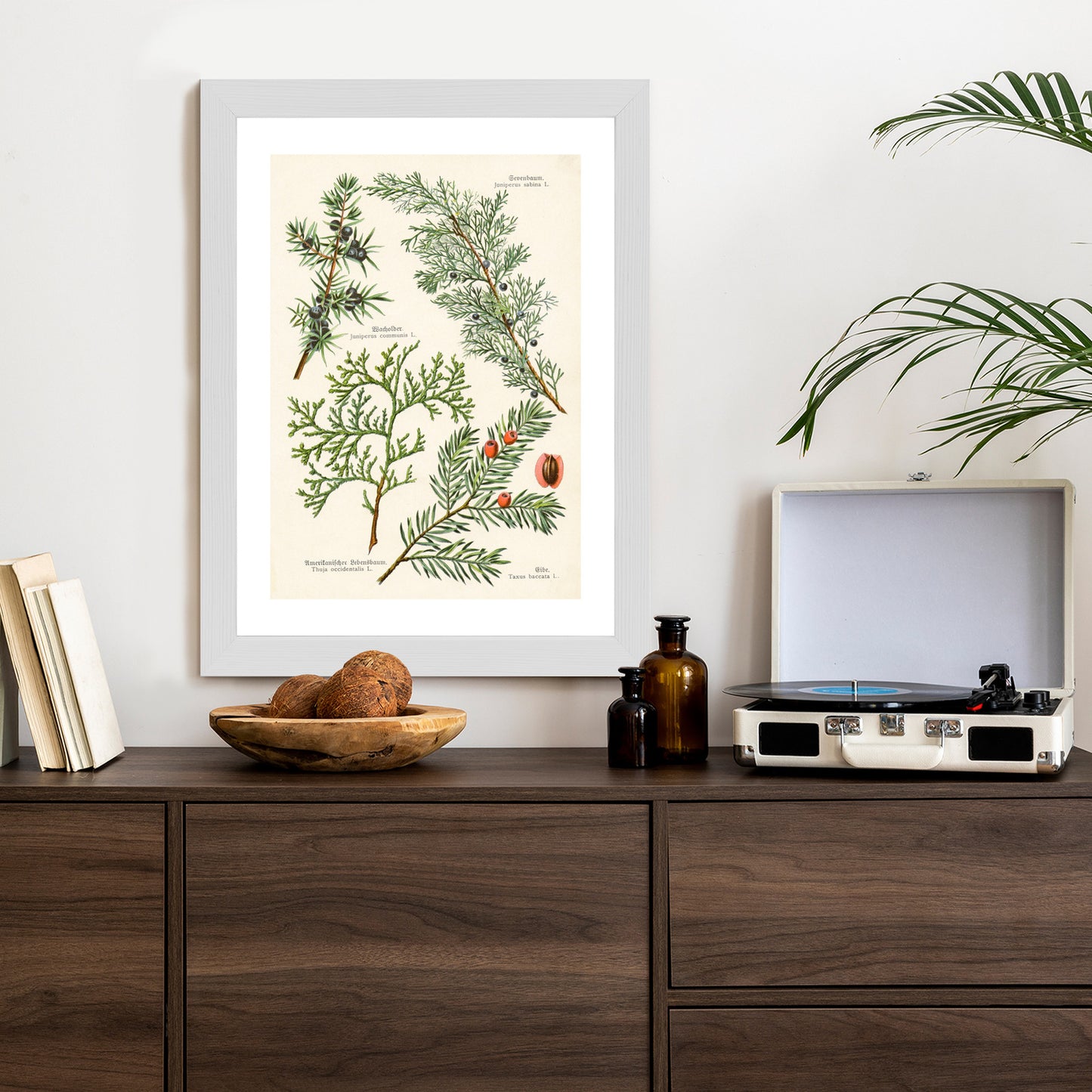 Poster Bilder Alter Botanischer Pflanzen Rahmen Aluminium Mit Passepartout Farbe Silber
