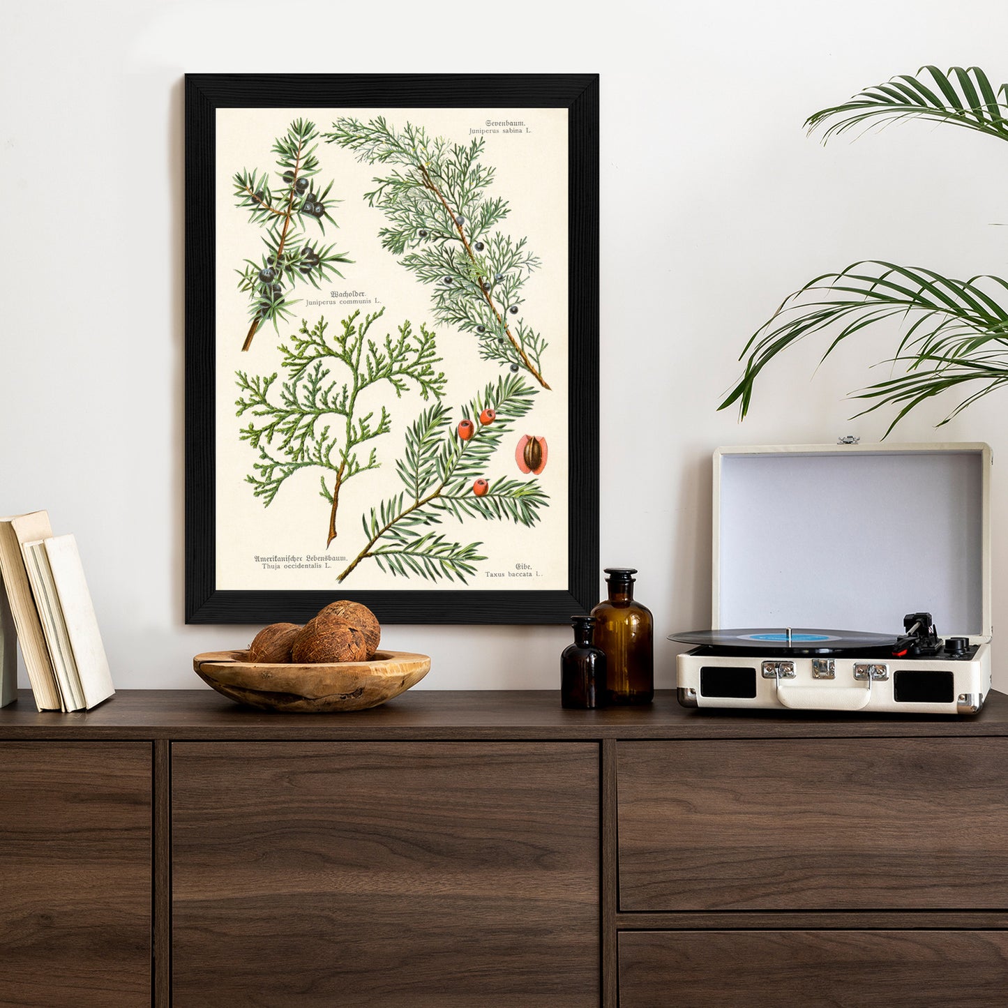 Poster Bilder Alter Botanischer Pflanzen Rahmen Aluminium Mit Passepartout Farbe Silber