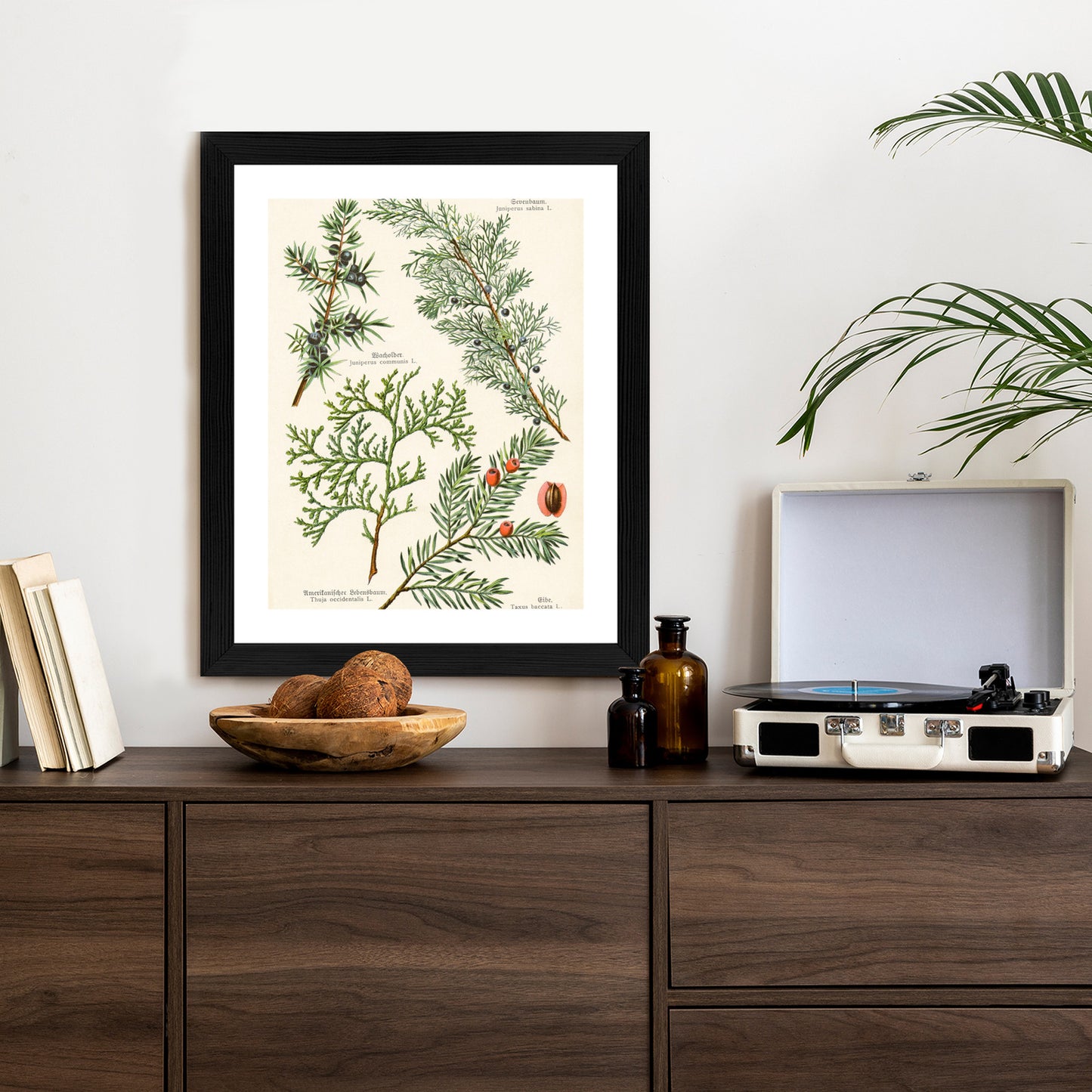 Poster Bilder Alter Botanischer Pflanzen Rahmen Aluminium Mit Passepartout Farbe Silber