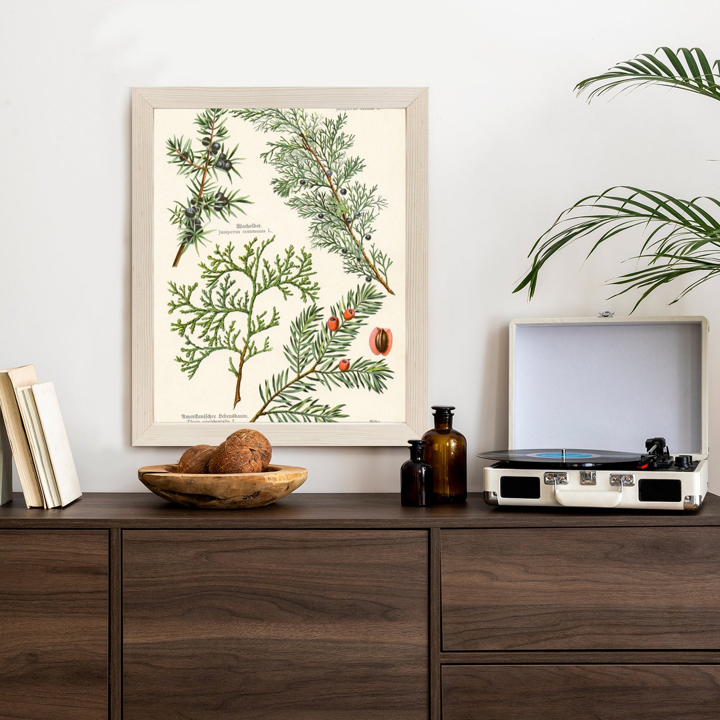 Poster Bilder Alter Botanischer Pflanzen Rahmen Aluminium Mit Passepartout Farbe Silber
