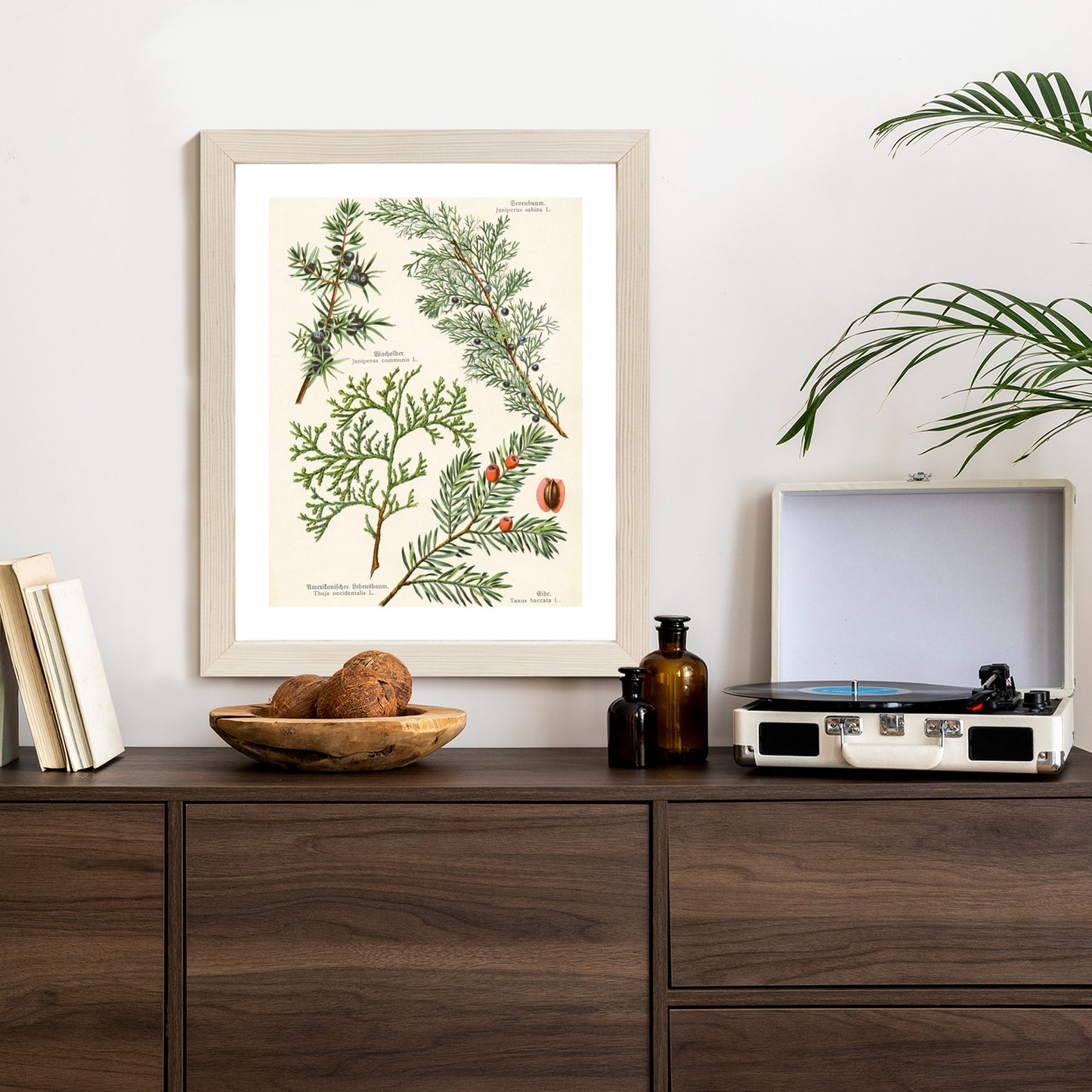 Poster Bilder Alter Botanischer Pflanzen Rahmen Aluminium Mit Passepartout Farbe Silber