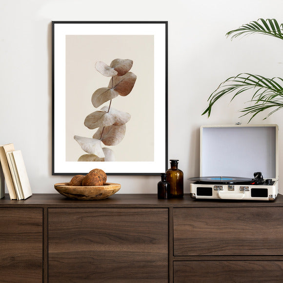Poster Zweig Mit Trockenen Eukalyptusblättern