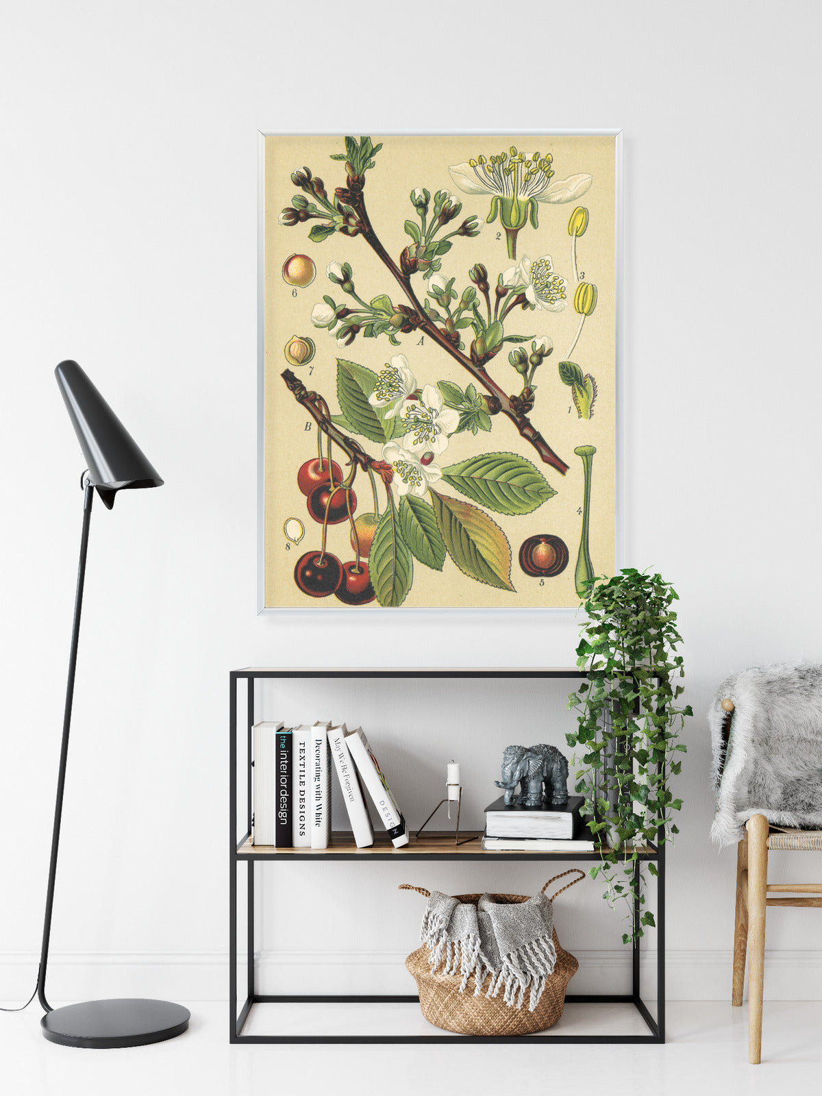Poster Vintage Botanische Illustration Von Kirschblüten Rahmen Holz Mit Passepartout Farbe Natürlich